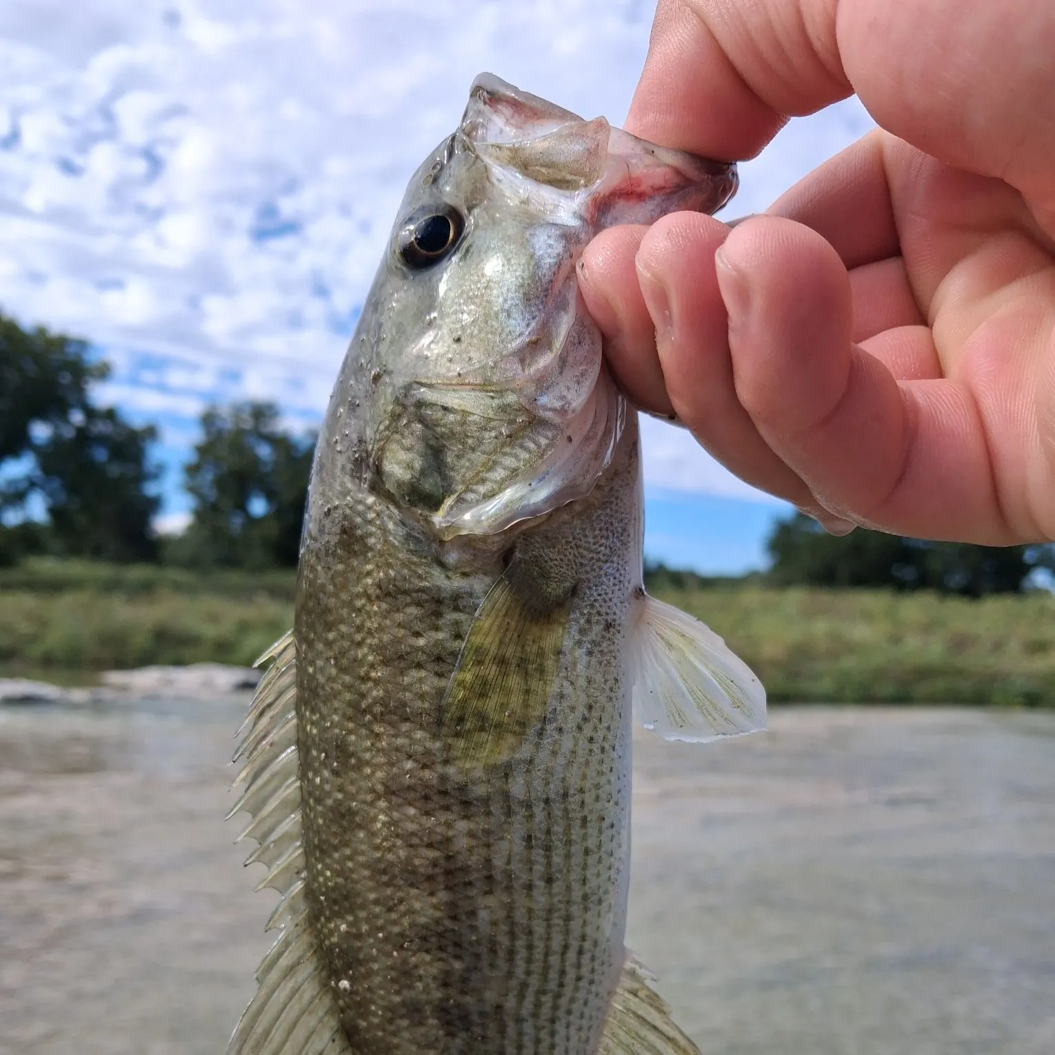 Spotted bass caught on Fishbrain