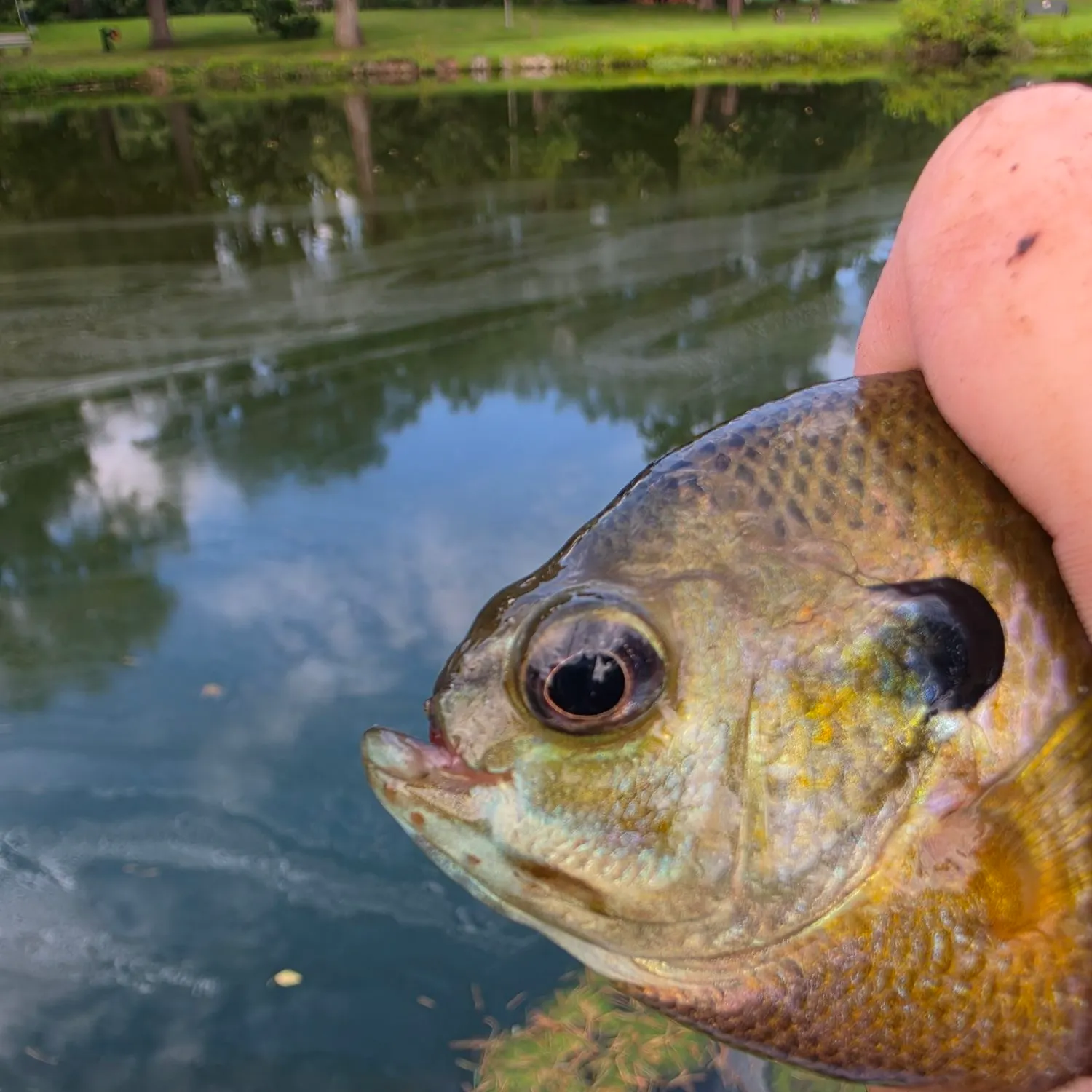 Bluegill caught on Fishbrain