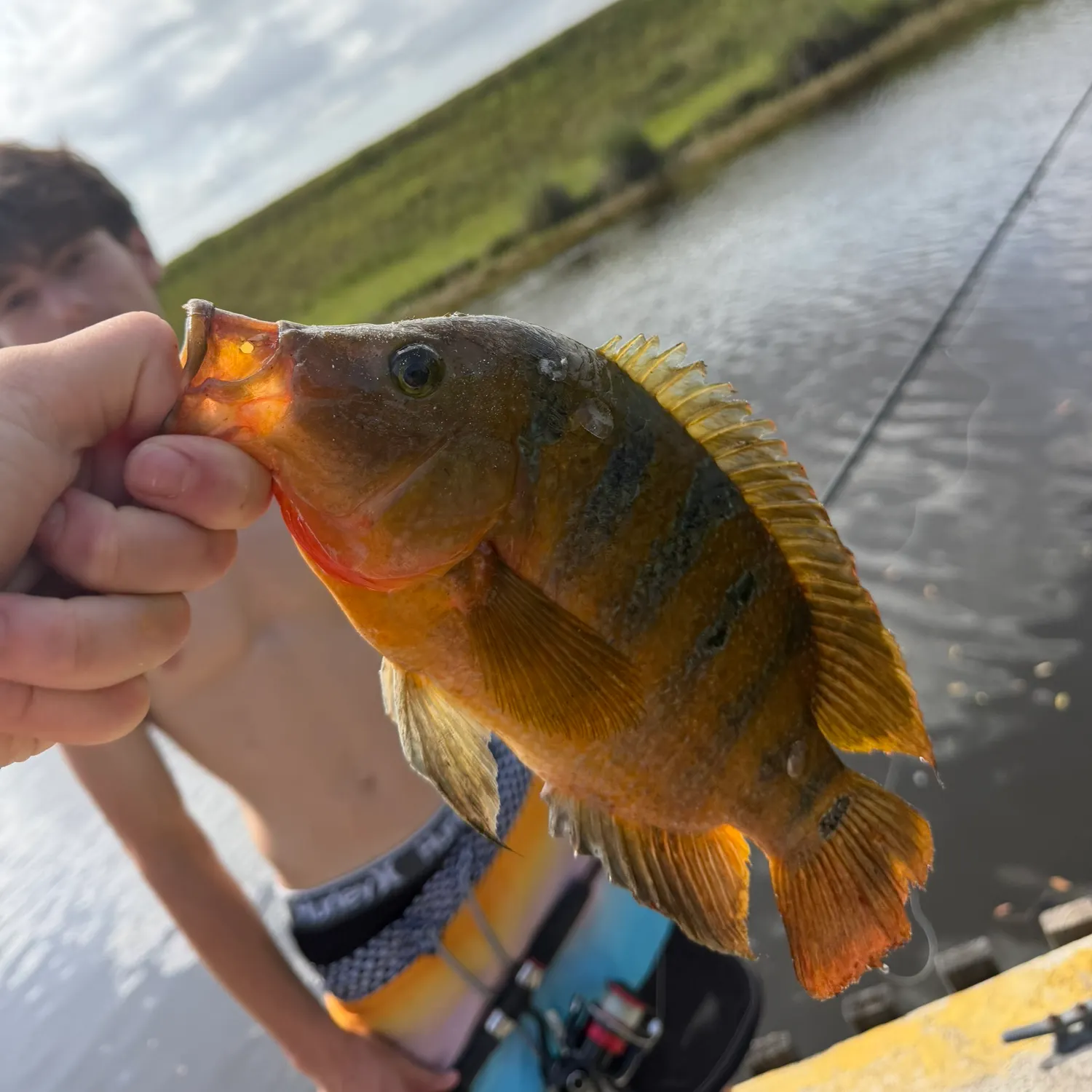 Mayan cichlid caught on Fishbrain