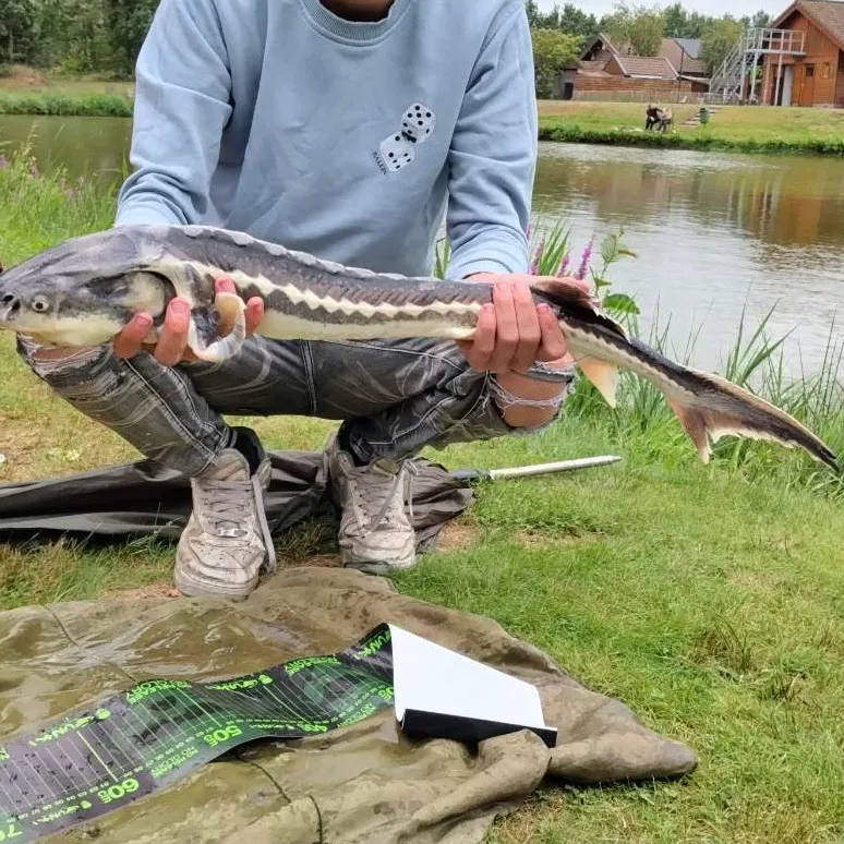 White sturgeon caught on Fishbrain