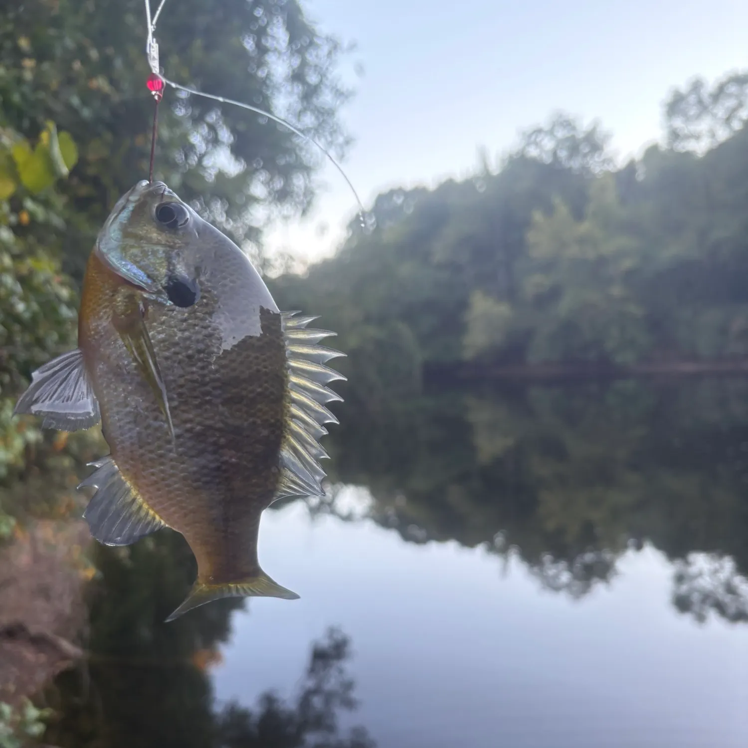 Bluegill caught on Fishbrain