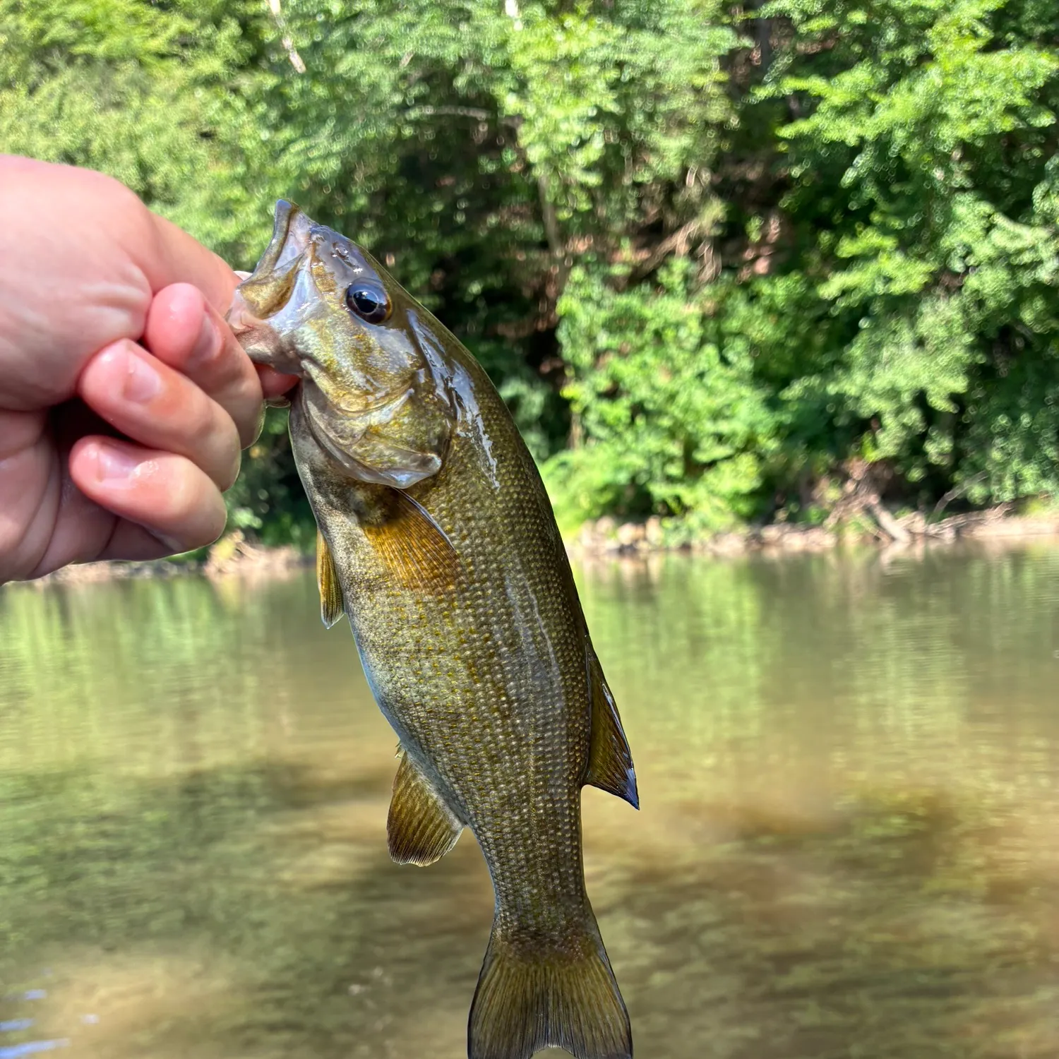 Smallmouth bass caught on Fishbrain