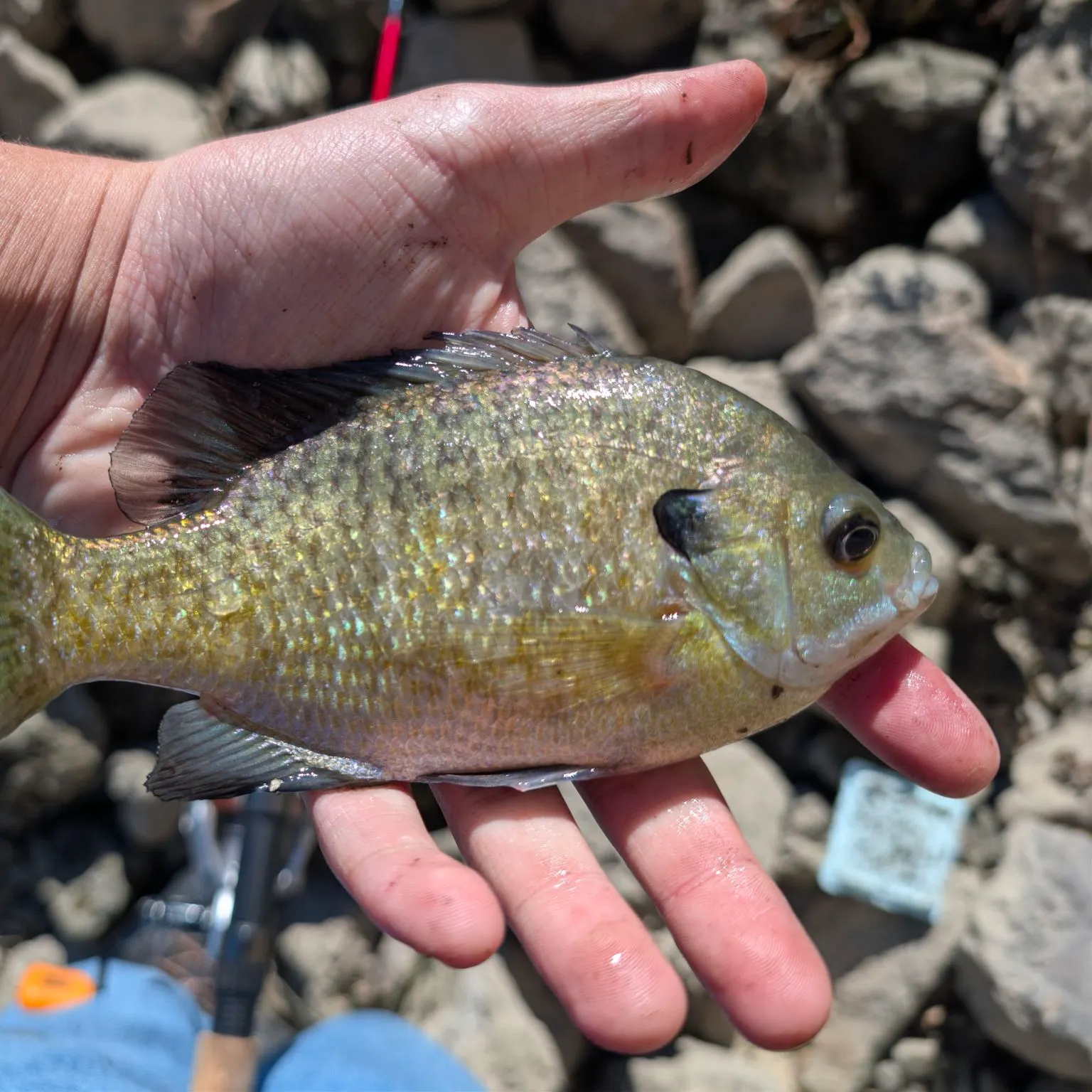 Bluegill caught on Fishbrain