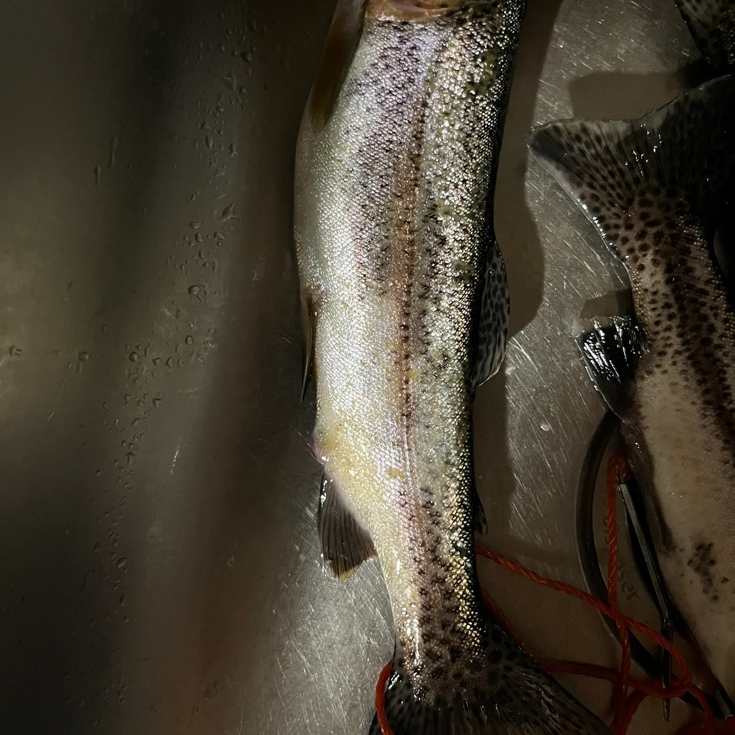 Rainbow trout caught on Fishbrain
