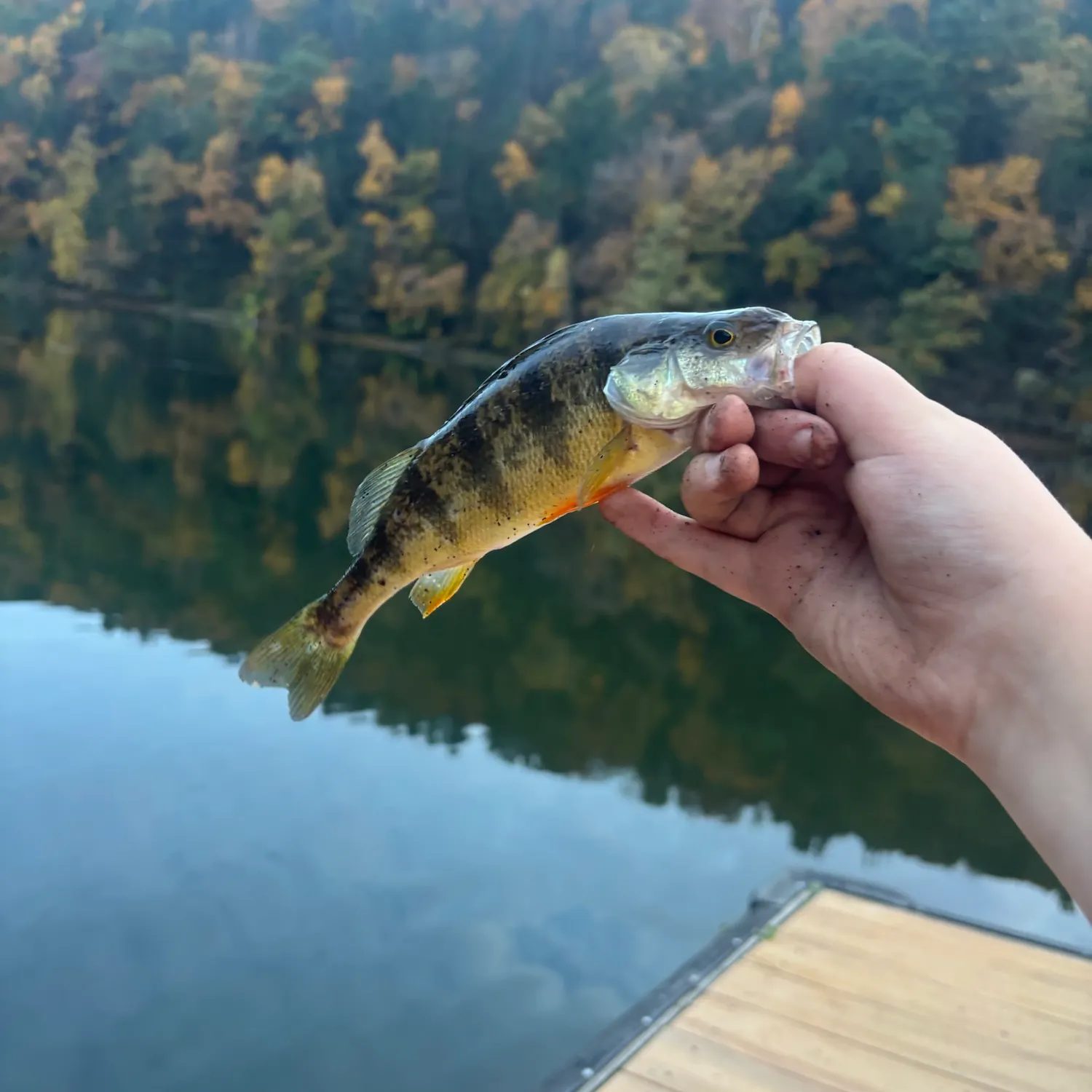 Yellow perch caught on Fishbrain