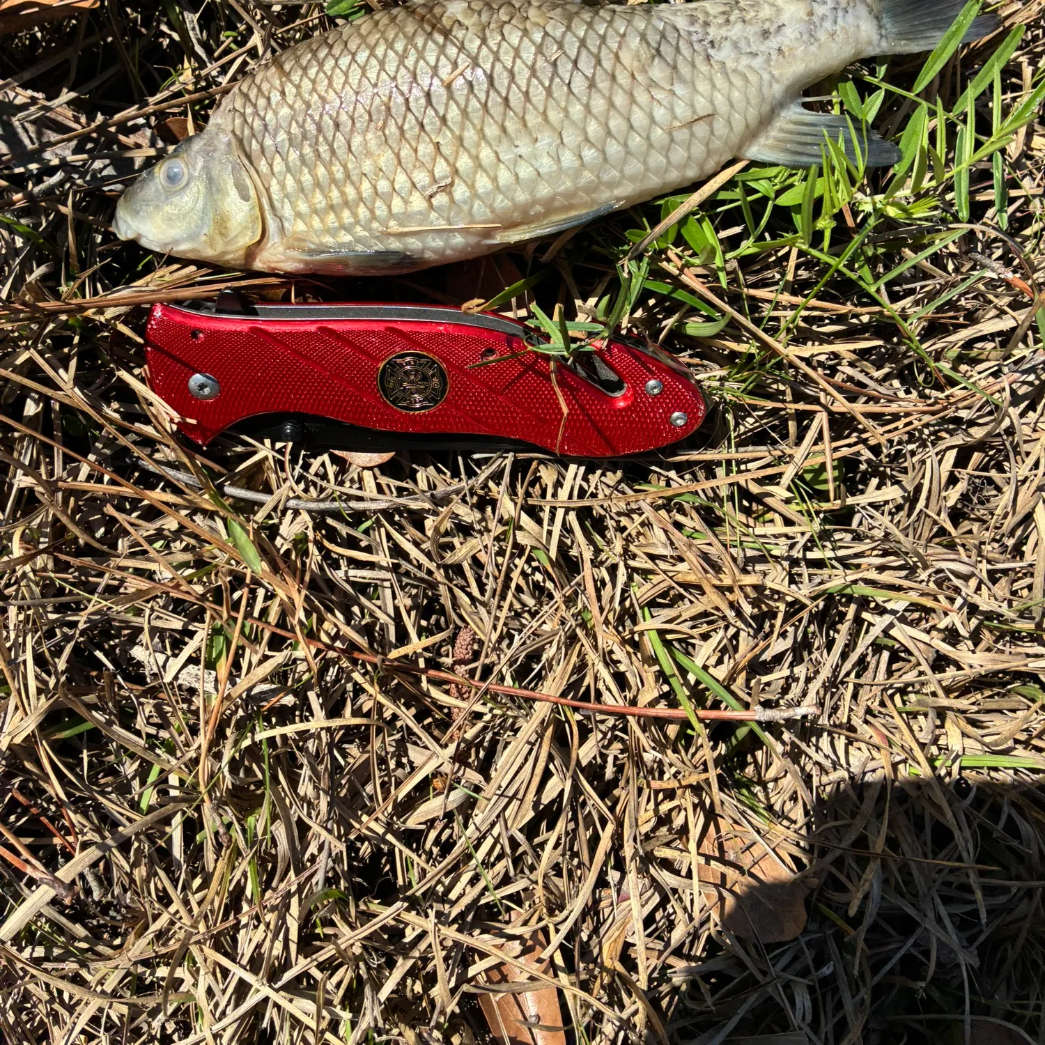 The most recent Quillback catches on Fishbrain