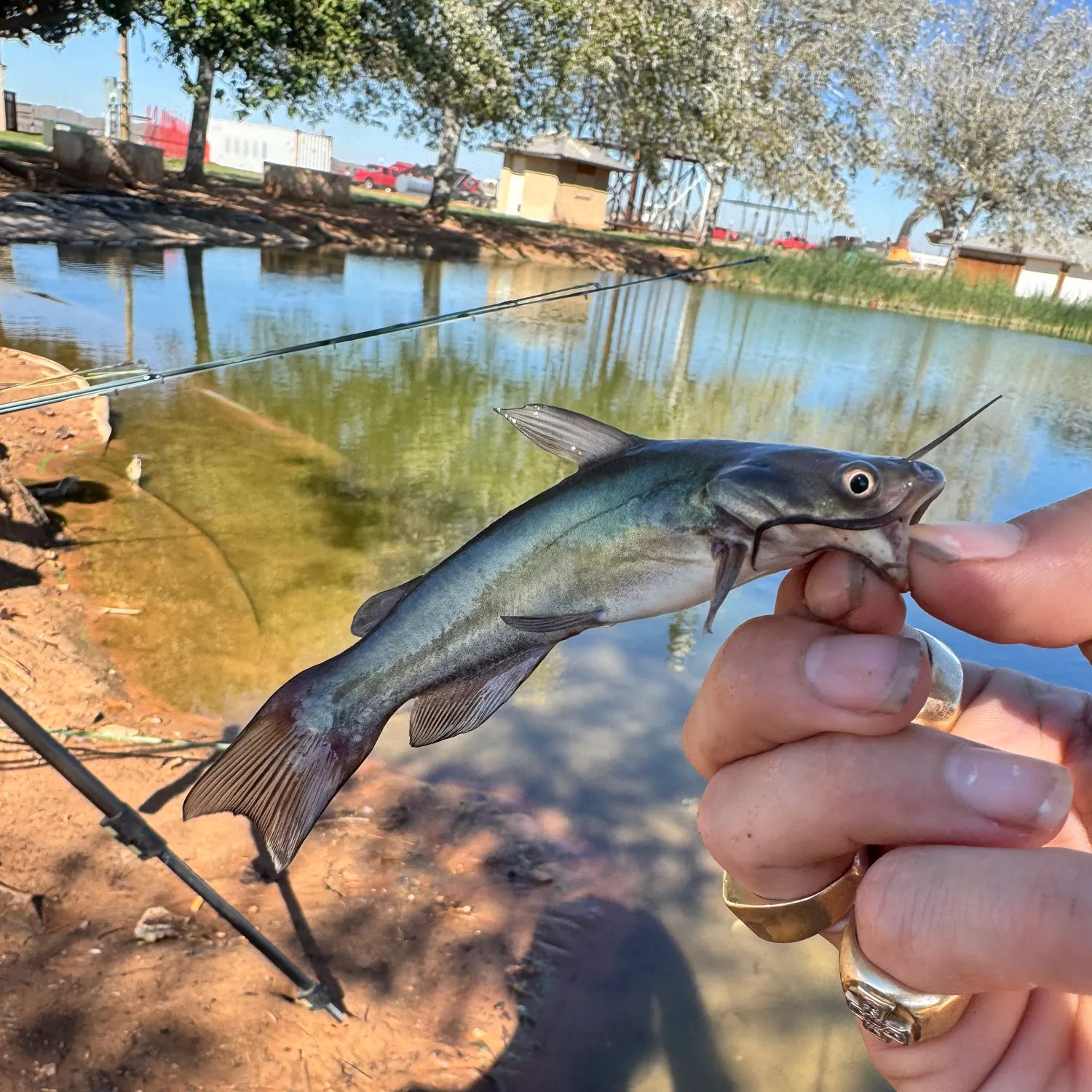 Black bullhead caught on Fishbrain