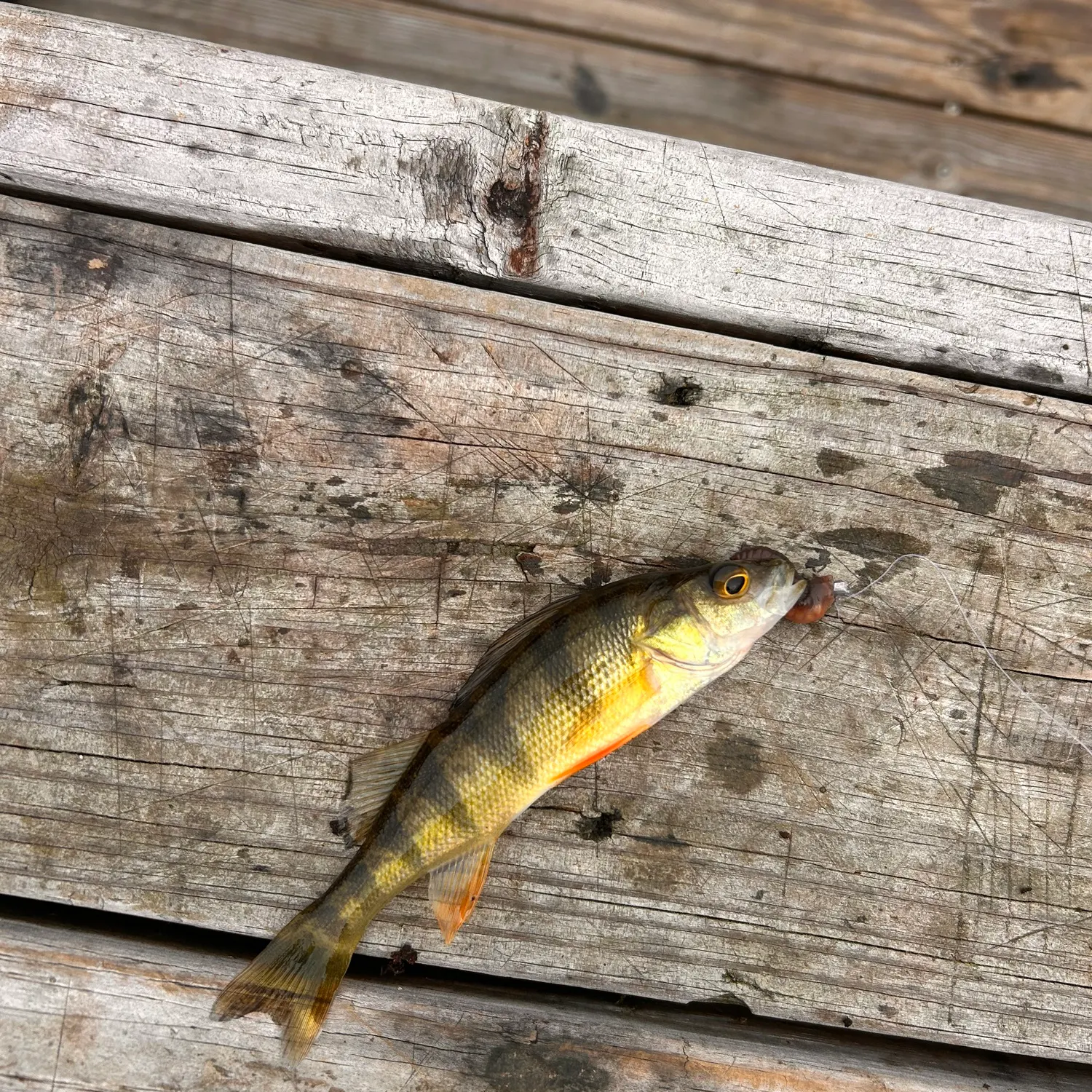 Yellow perch caught on Fishbrain