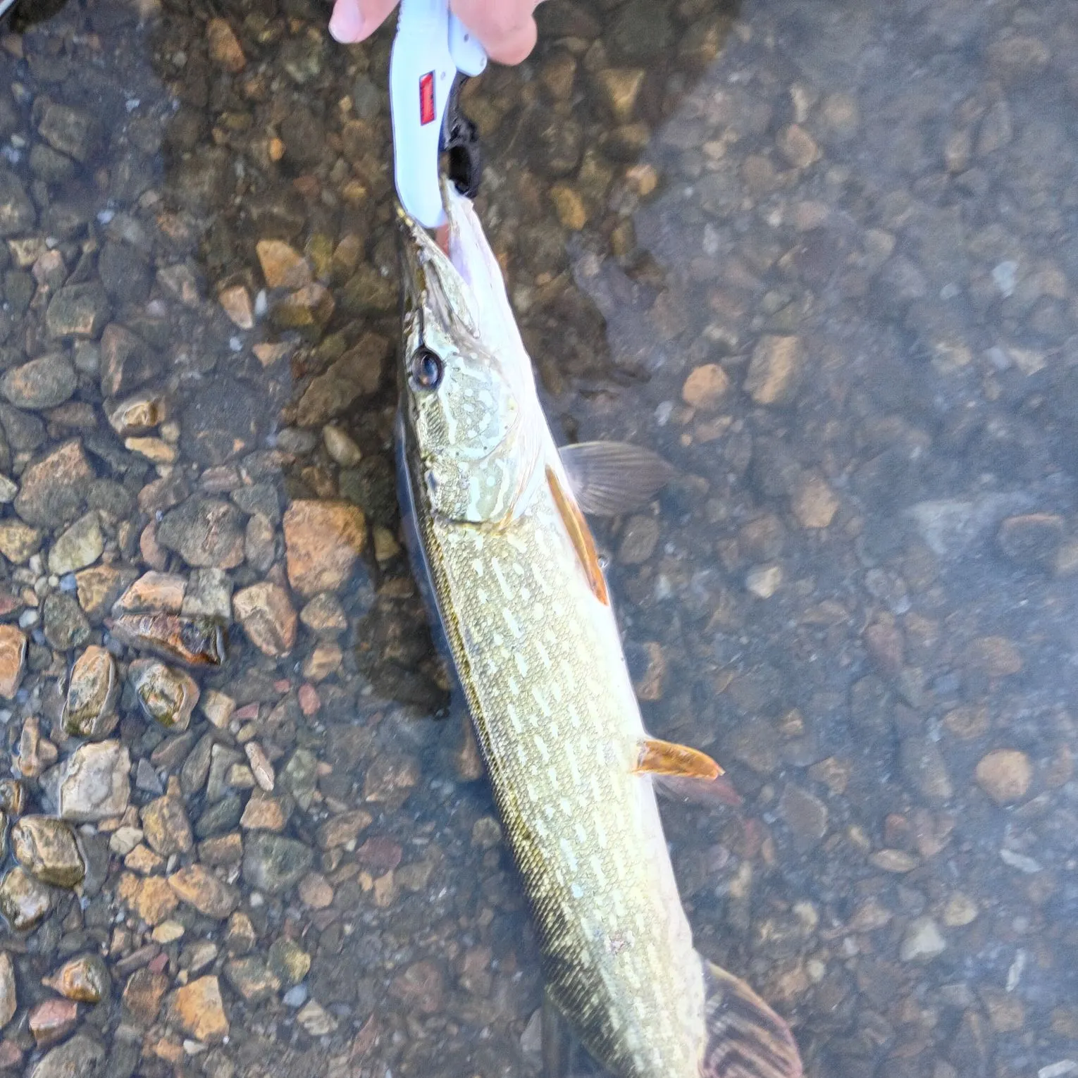 Northern pike caught on Fishbrain