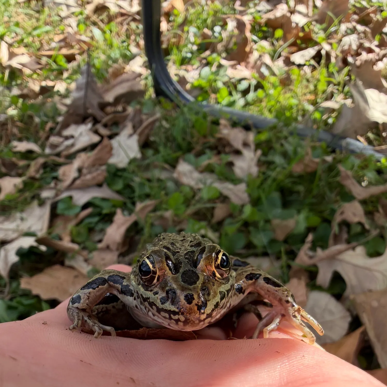 Northern leopard frog caught on Fishbrain