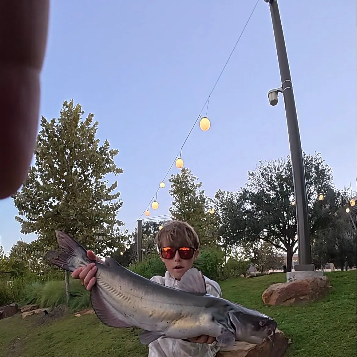 Channel catfish caught on Fishbrain