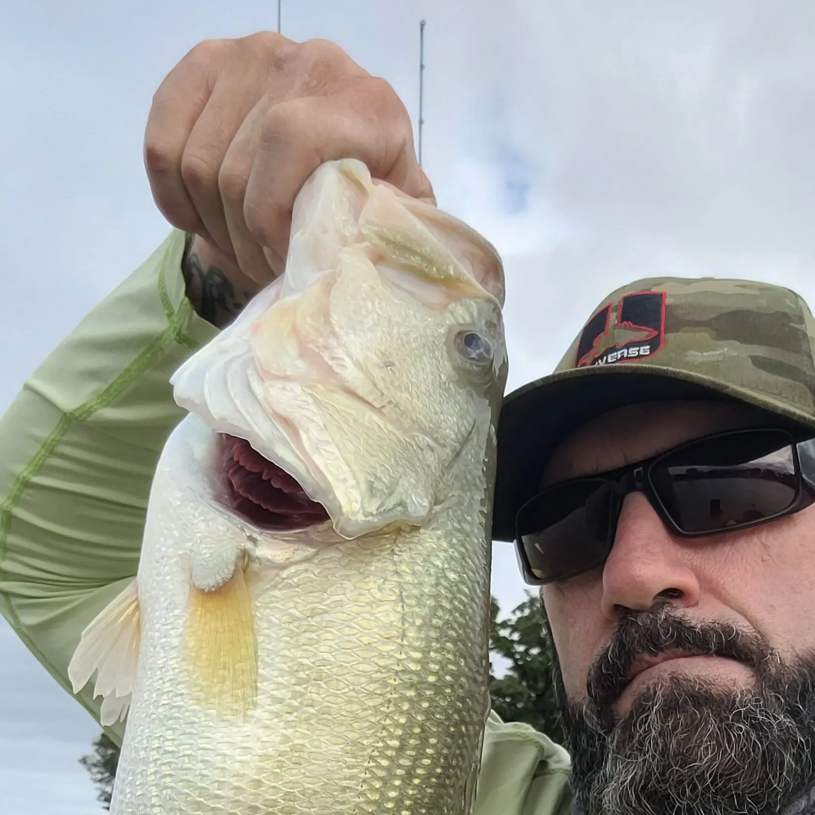 Largemouth bass caught on Fishbrain