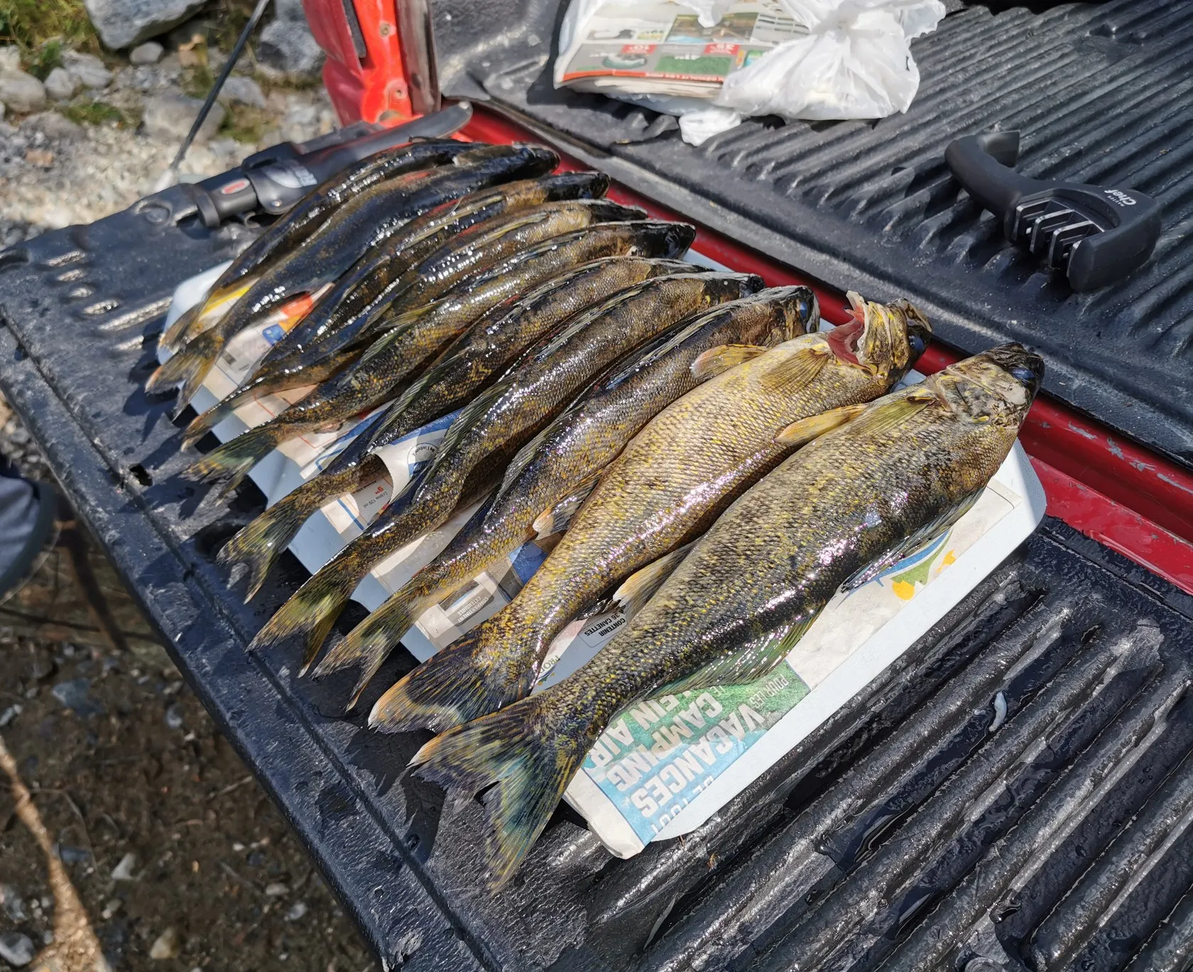 recently logged catches