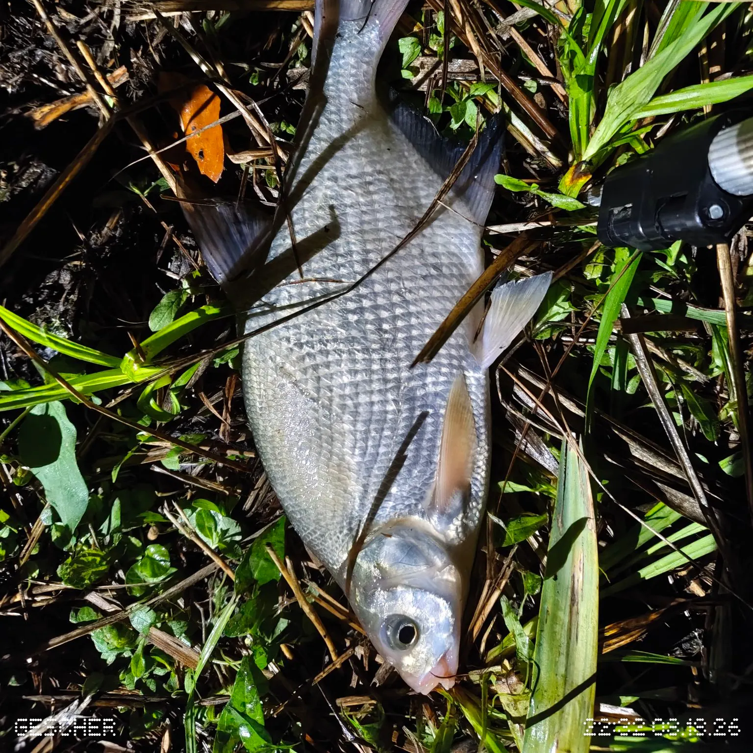 Common bream caught on Fishbrain