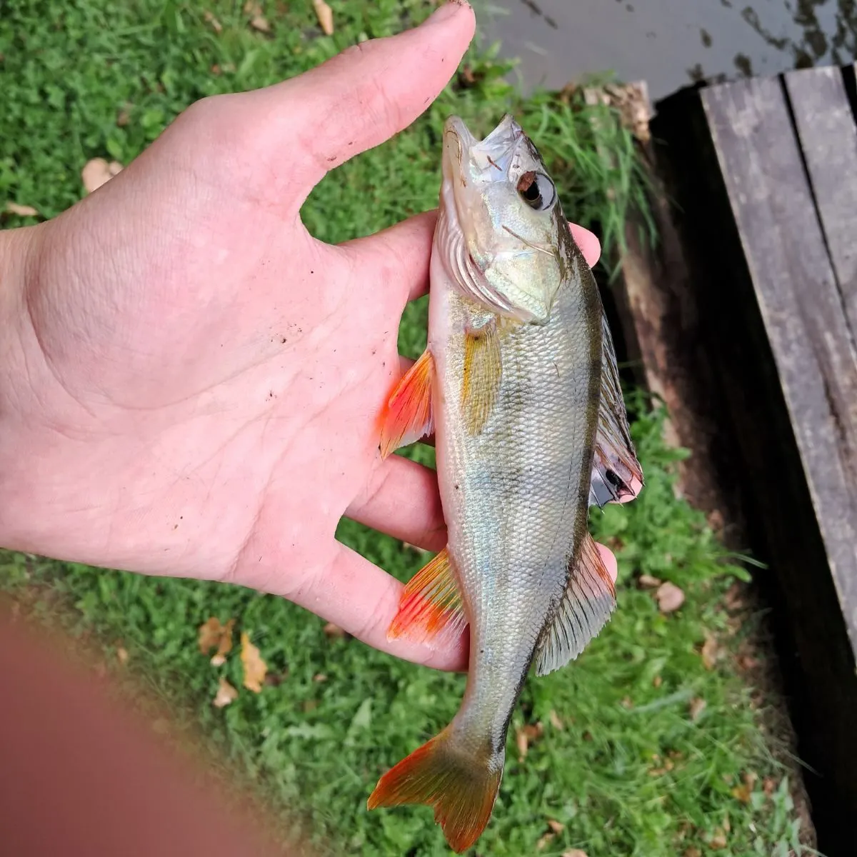 Fish caught on Fishbrain