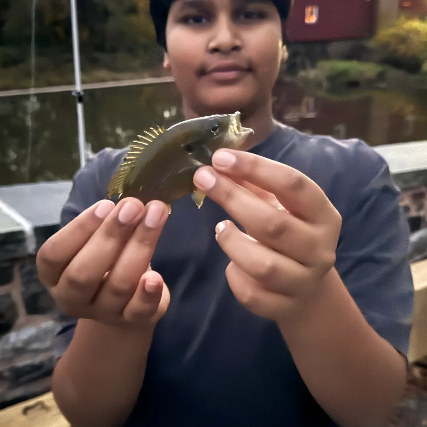 Green sunfish caught on Fishbrain