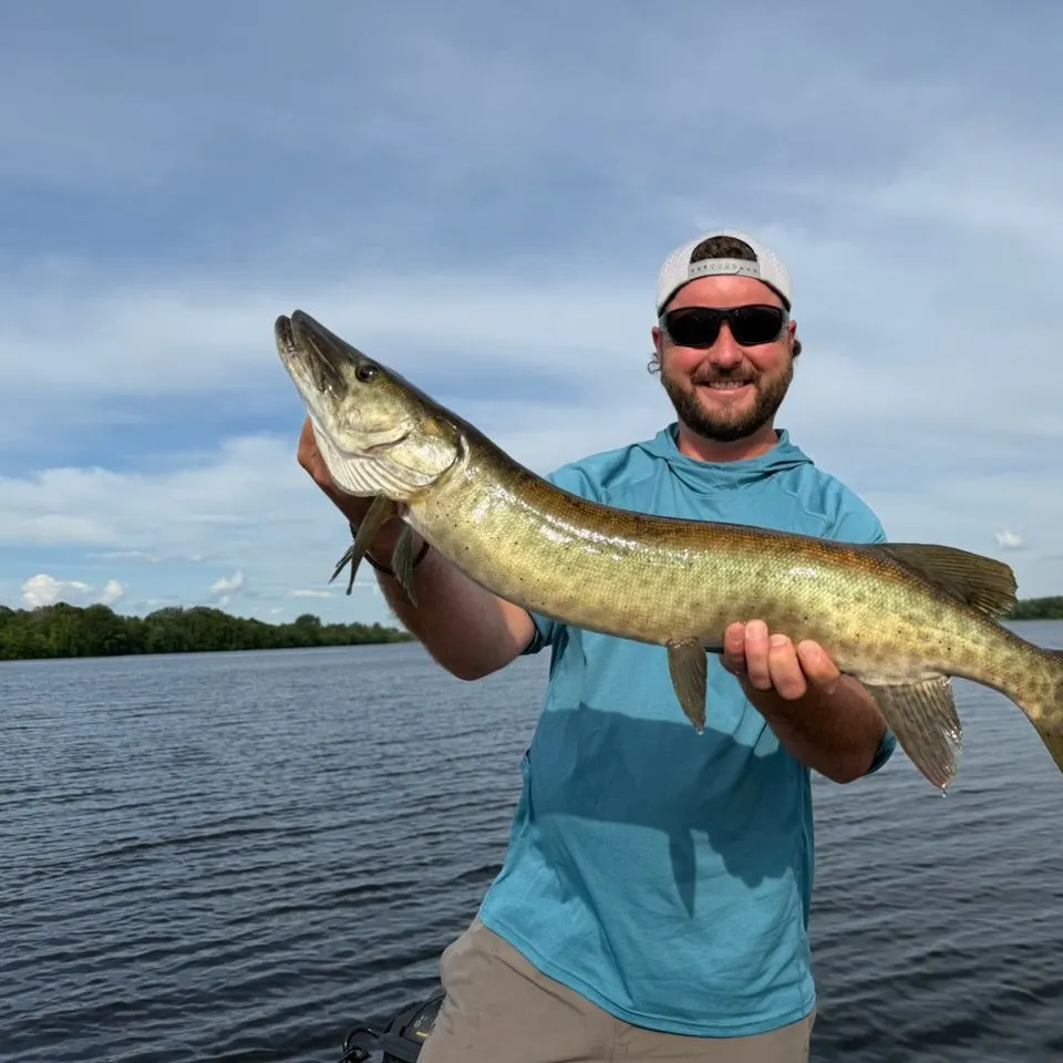 The most recent Muskellunge catches on Fishbrain