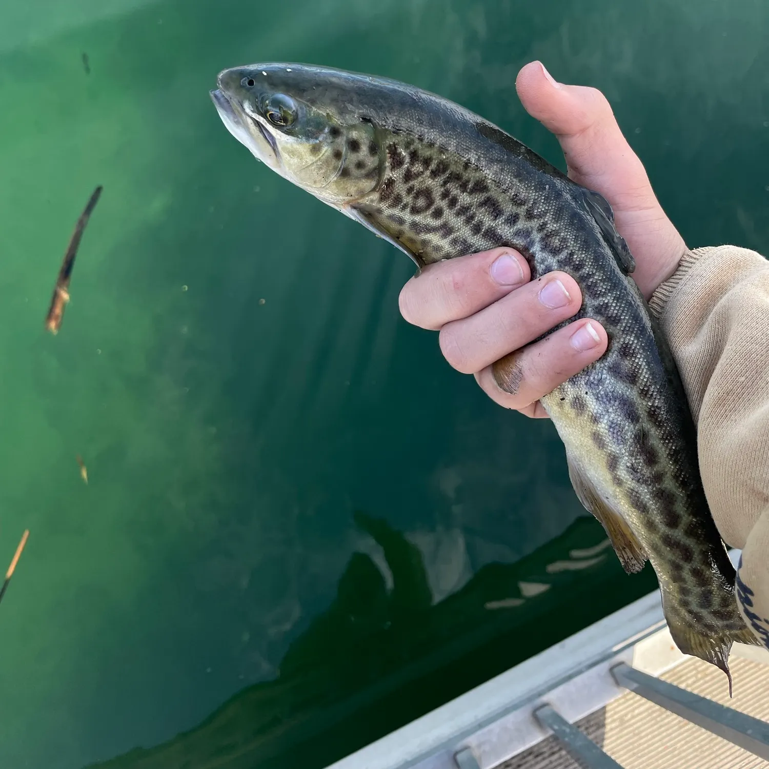 Tiger trout caught on Fishbrain