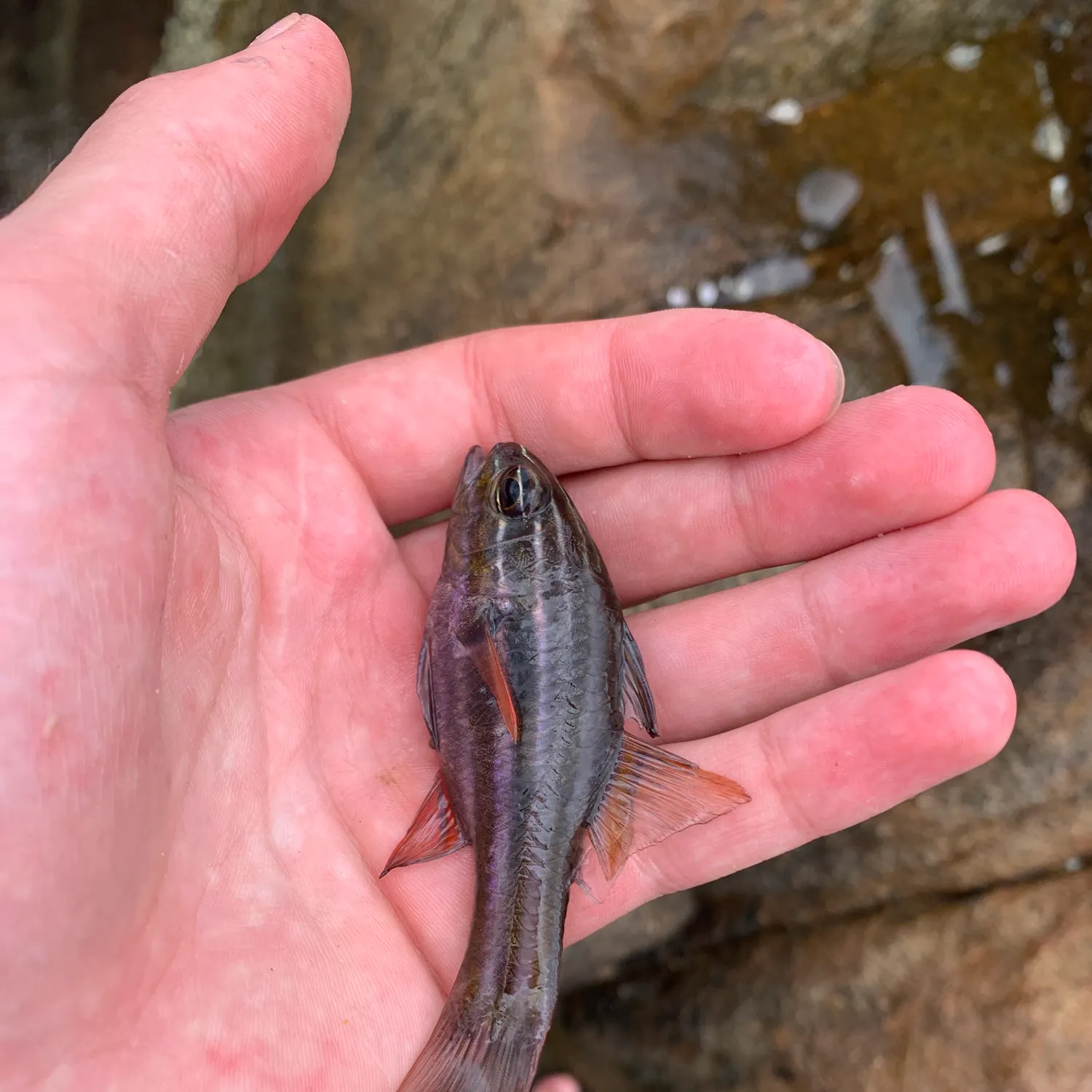 The most recent Ochre-striped cardinalfish catches on Fishbrain