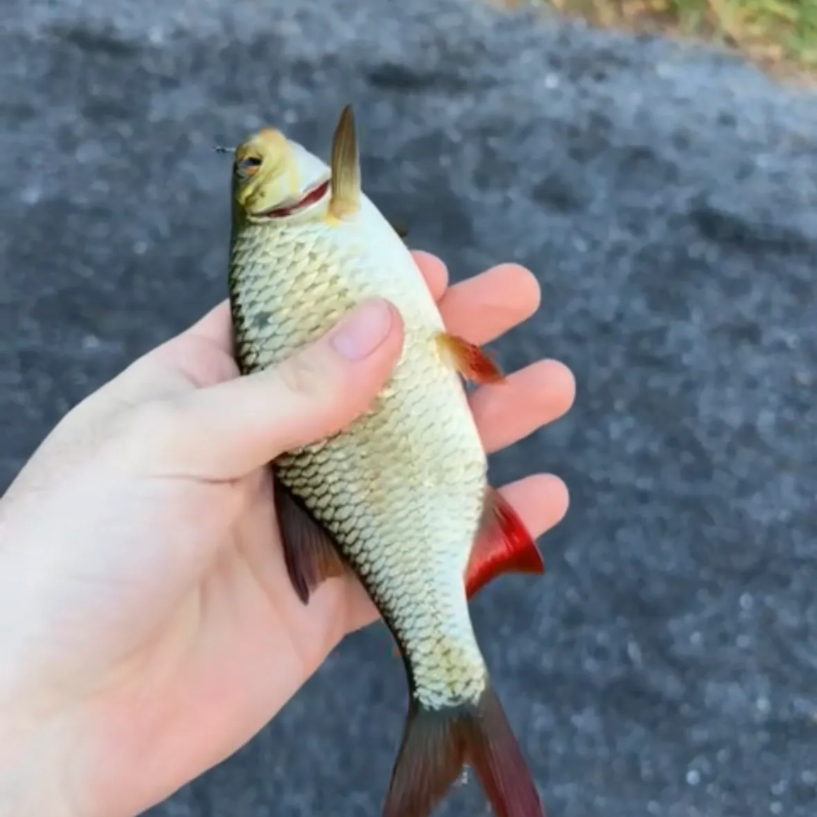 Common rudd caught on Fishbrain