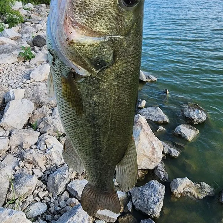 The most recent Gulf menhaden catches on Fishbrain