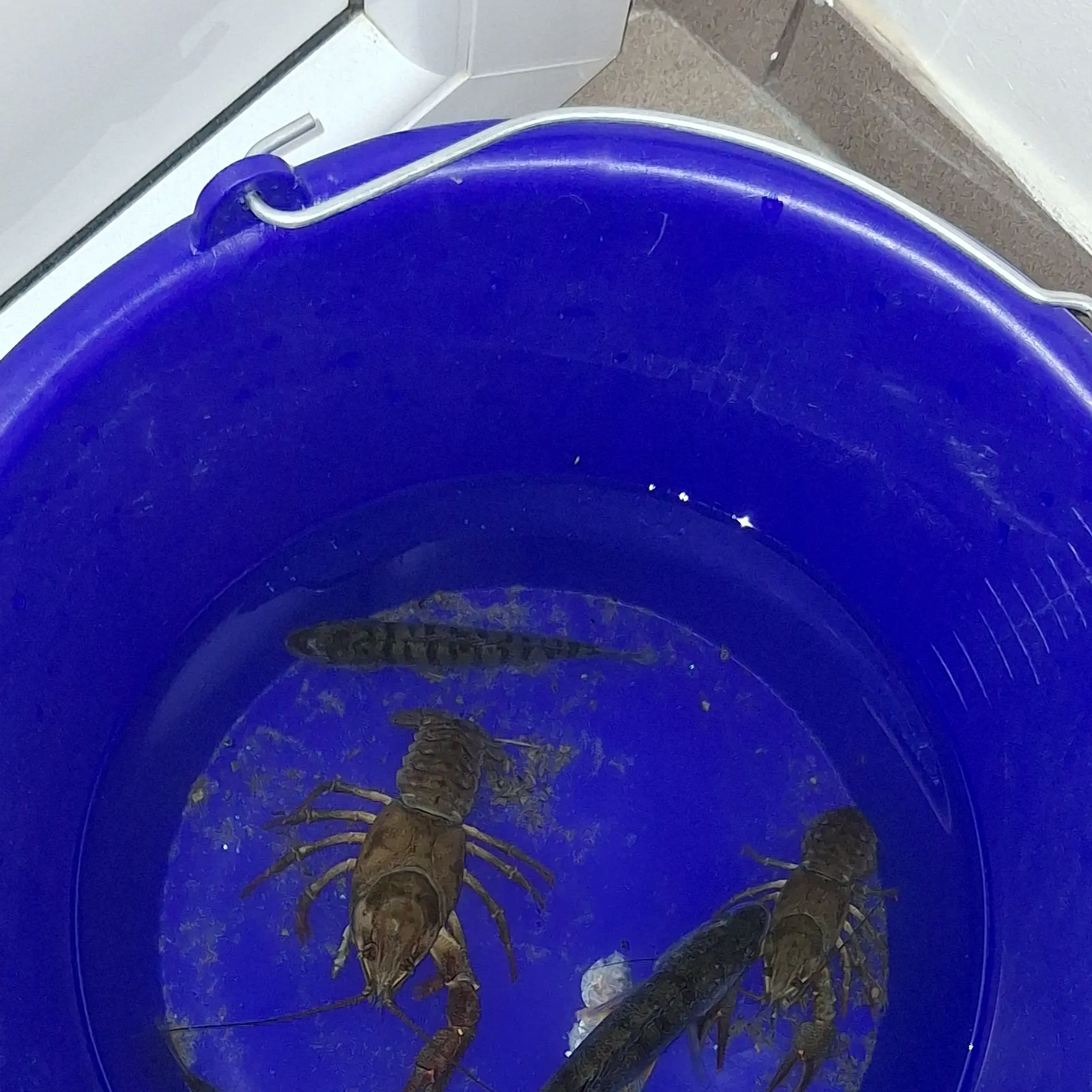 Fish caught on Fishbrain