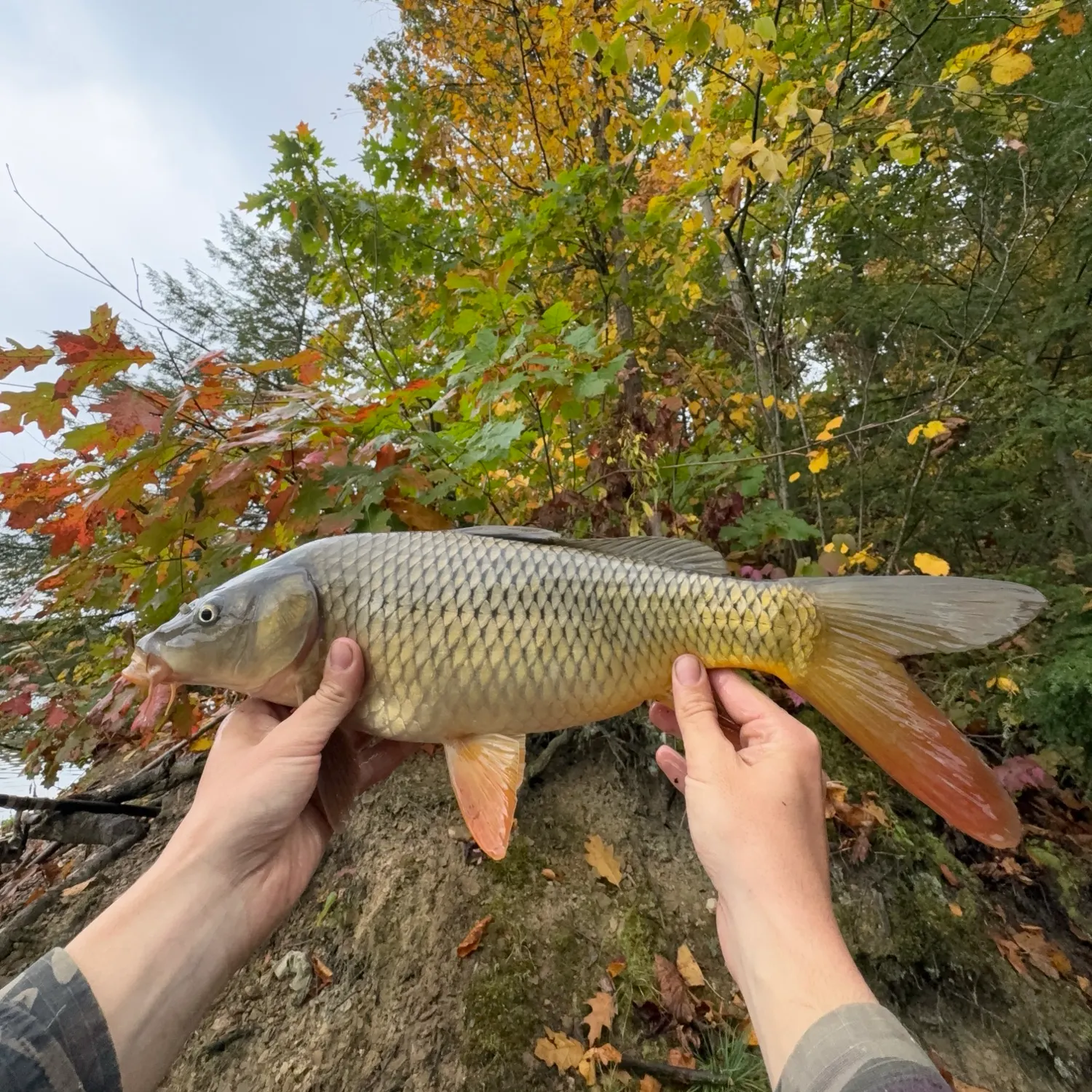 Common carp caught on Fishbrain