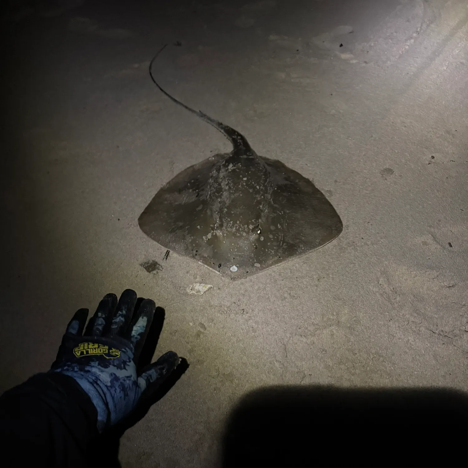 The most recent Common stingray catches on Fishbrain