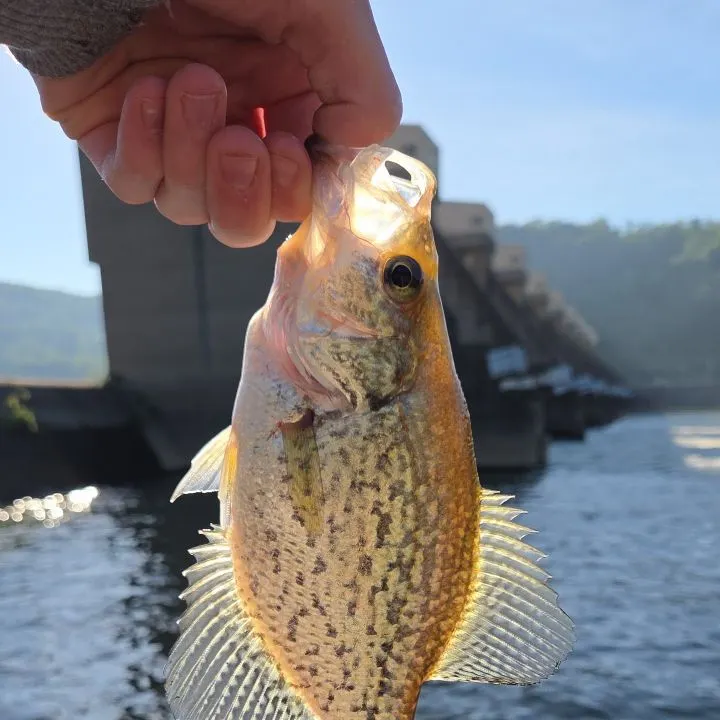 The most recent Black crappie catches on Fishbrain