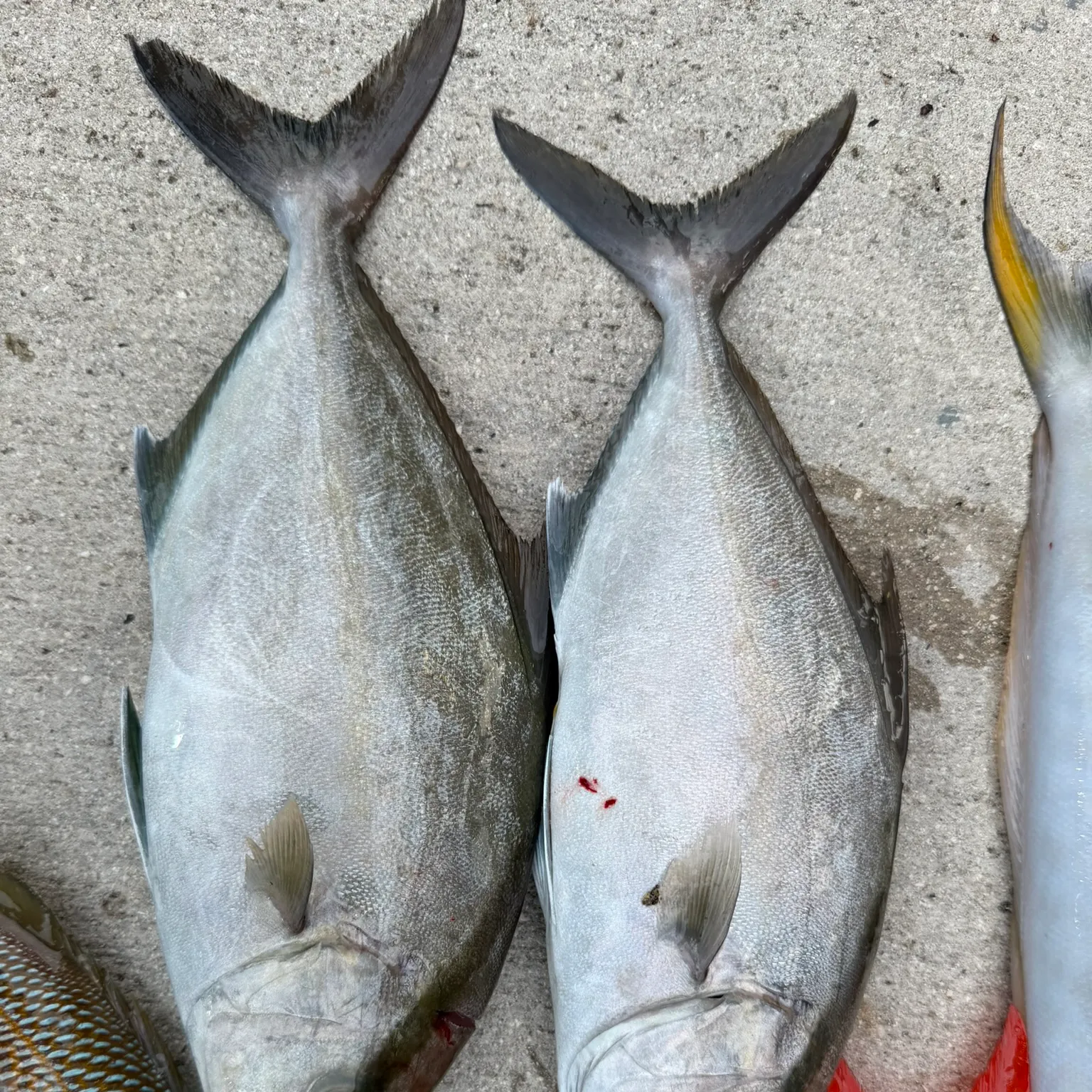 The most recent Almaco jack catches on Fishbrain