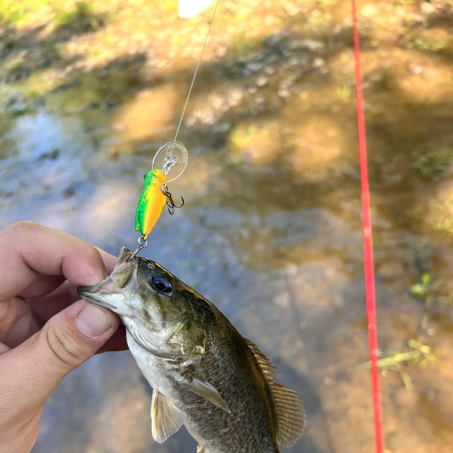 Smallmouth bass caught on Fishbrain