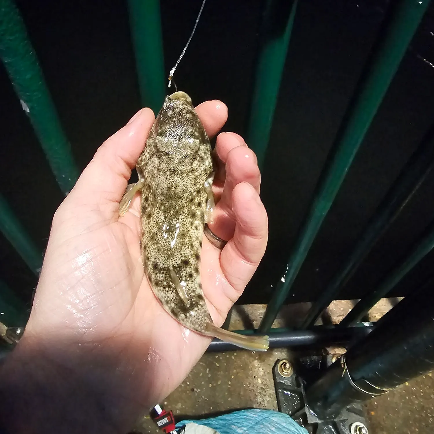 Northern puffer caught on Fishbrain