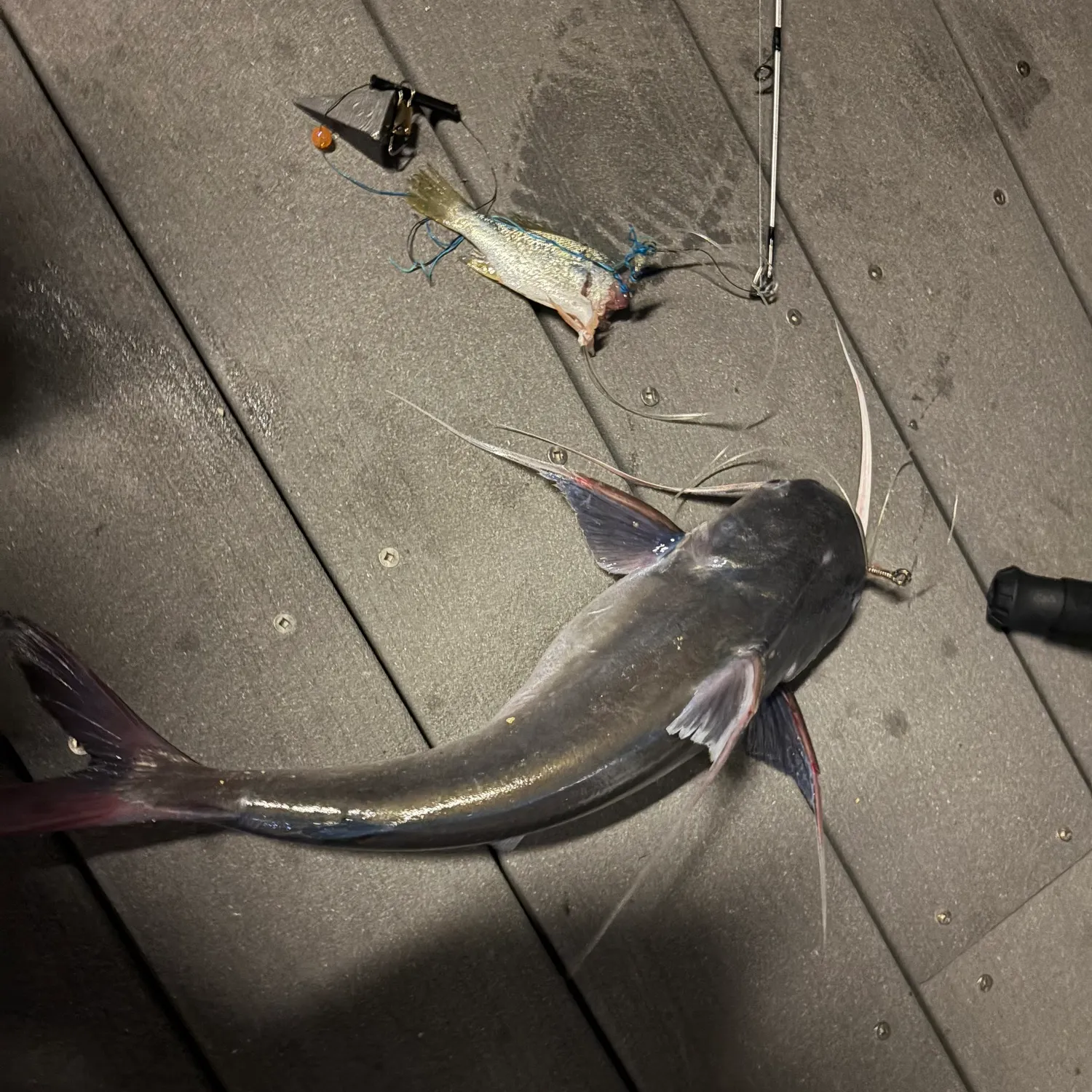 Gafftopsail sea catfish caught on Fishbrain