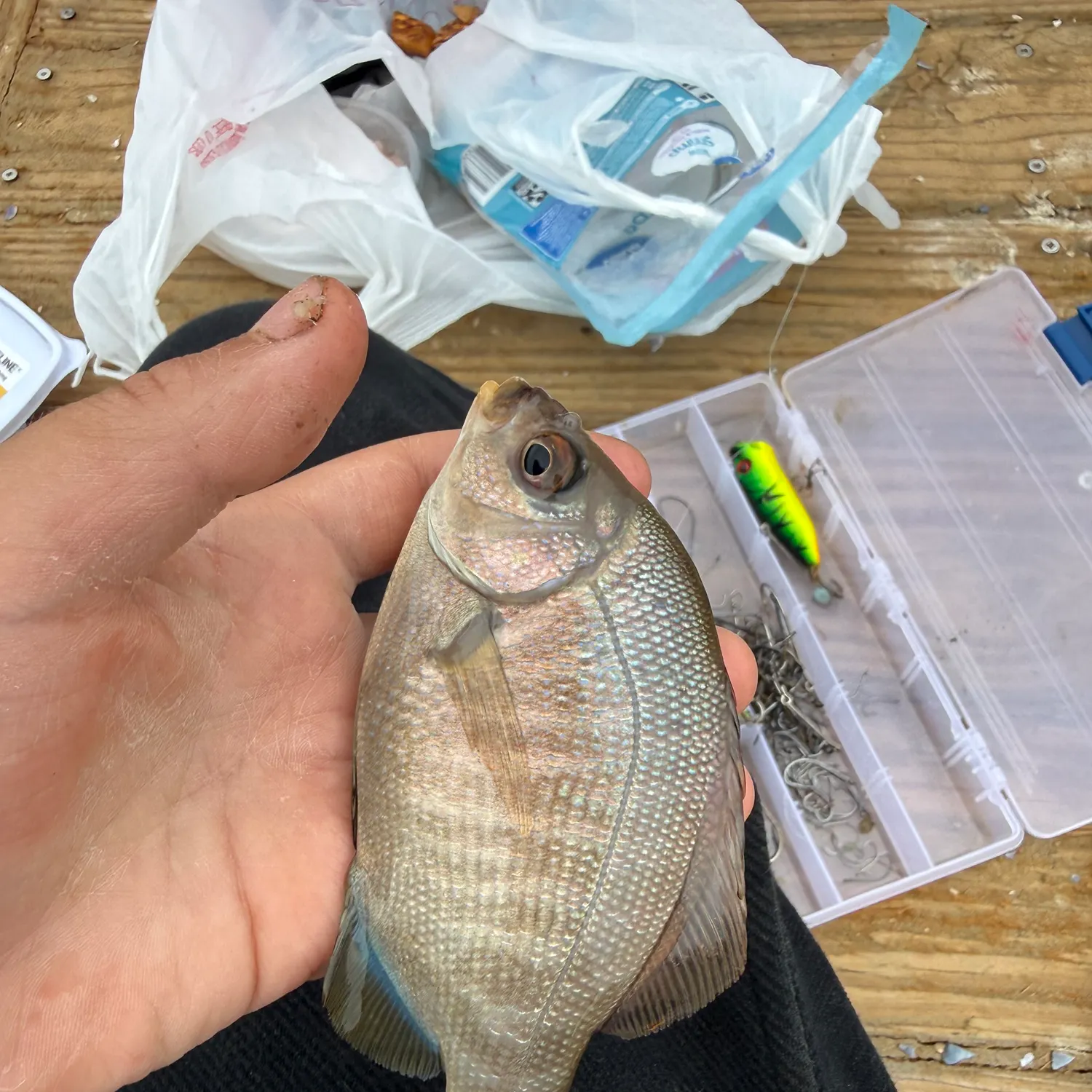 The most recent Black perch catches on Fishbrain