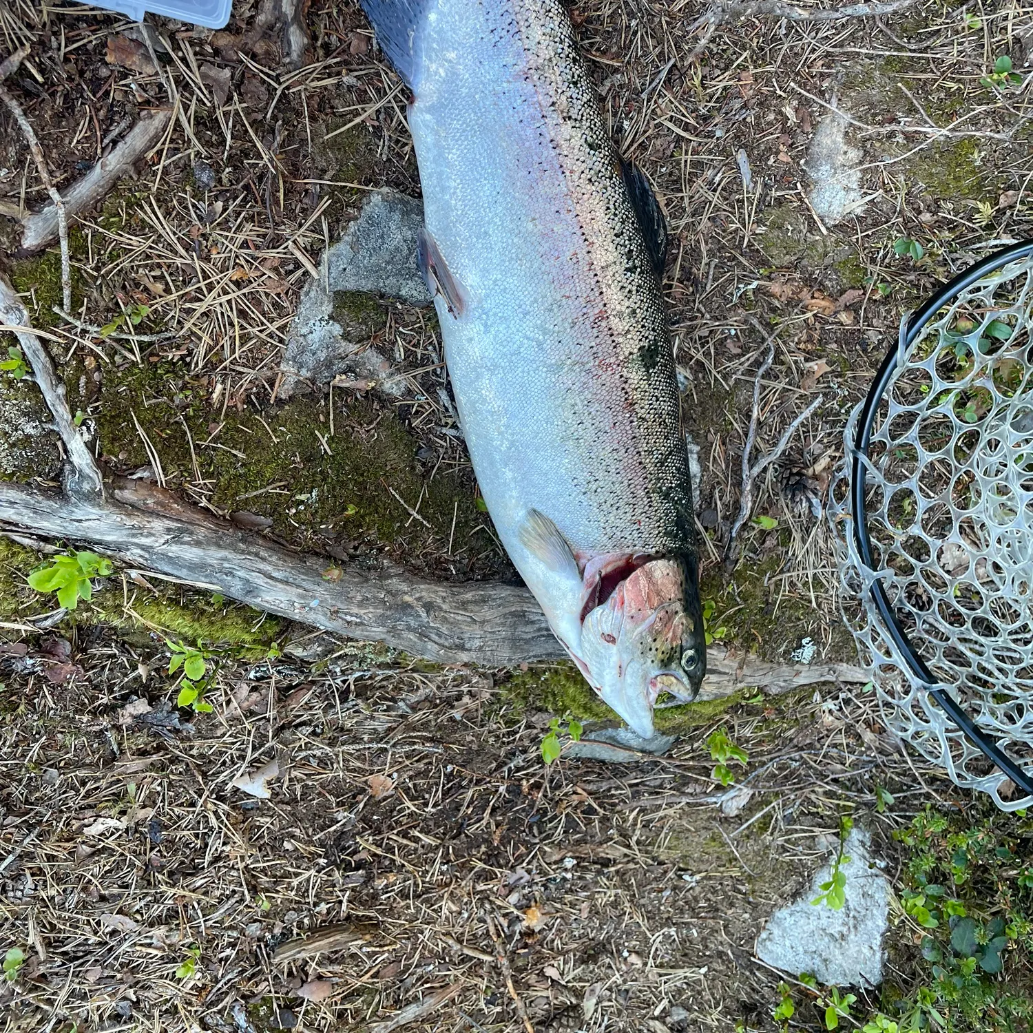 The most recent Rainbow trout catches on Fishbrain