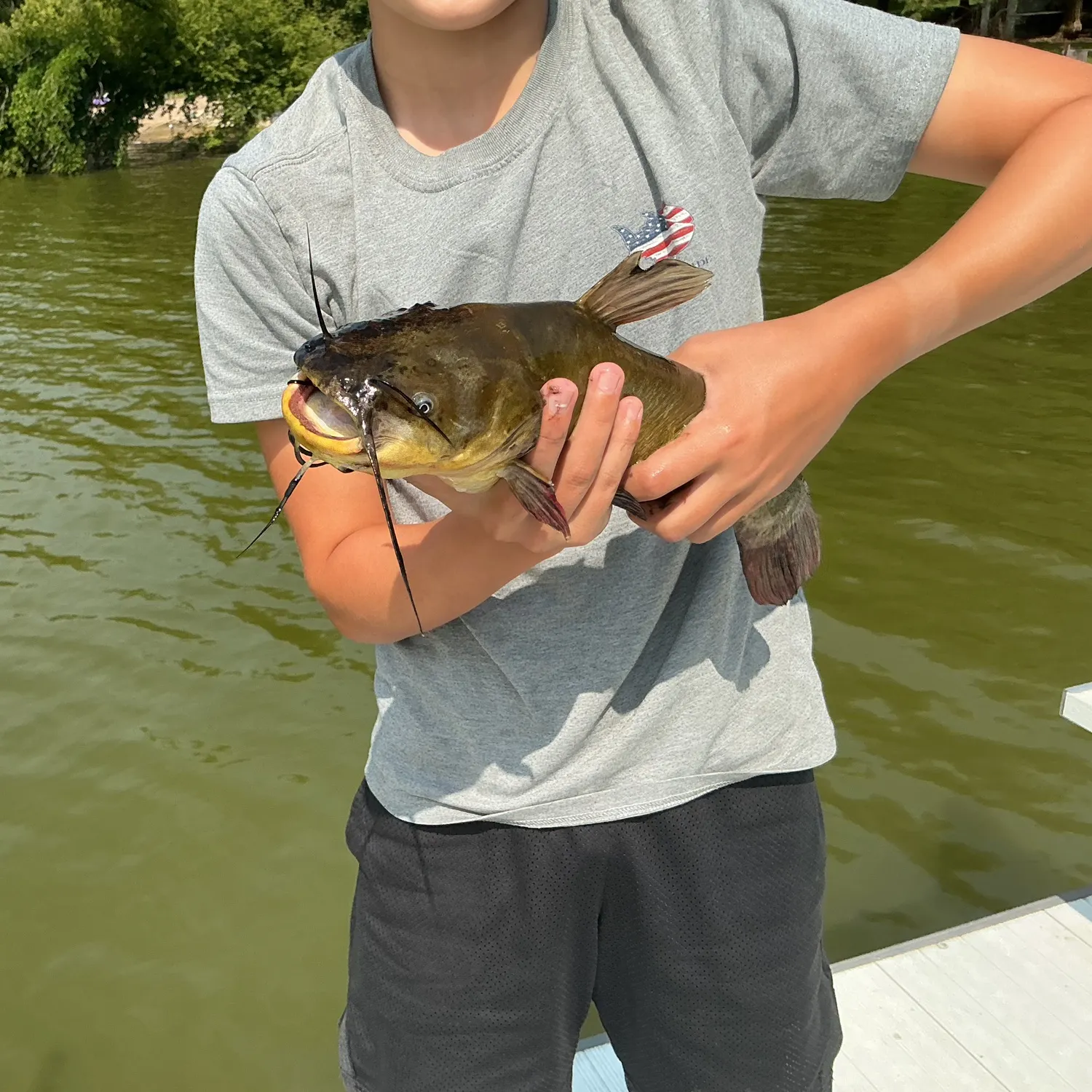 Yellow bullhead caught on Fishbrain