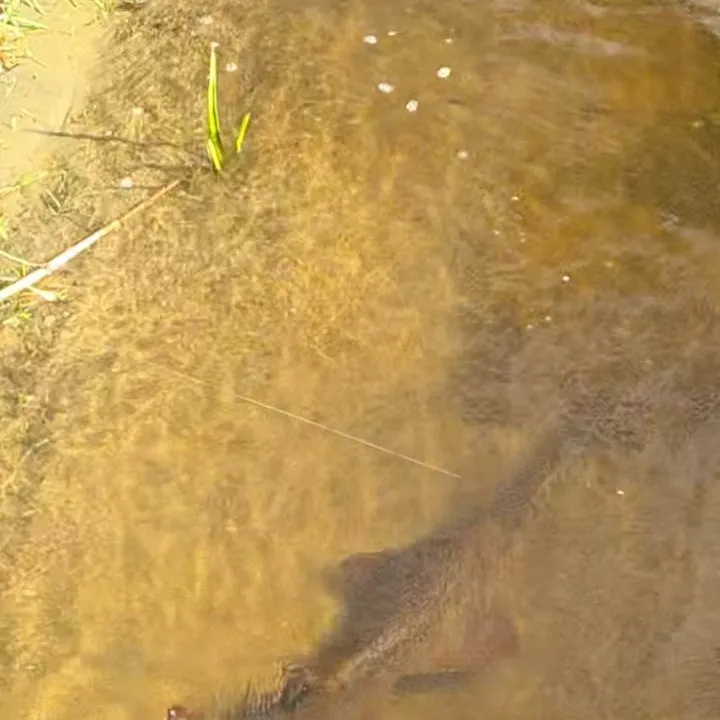 The most recent Smalltooth sawfish catches on Fishbrain
