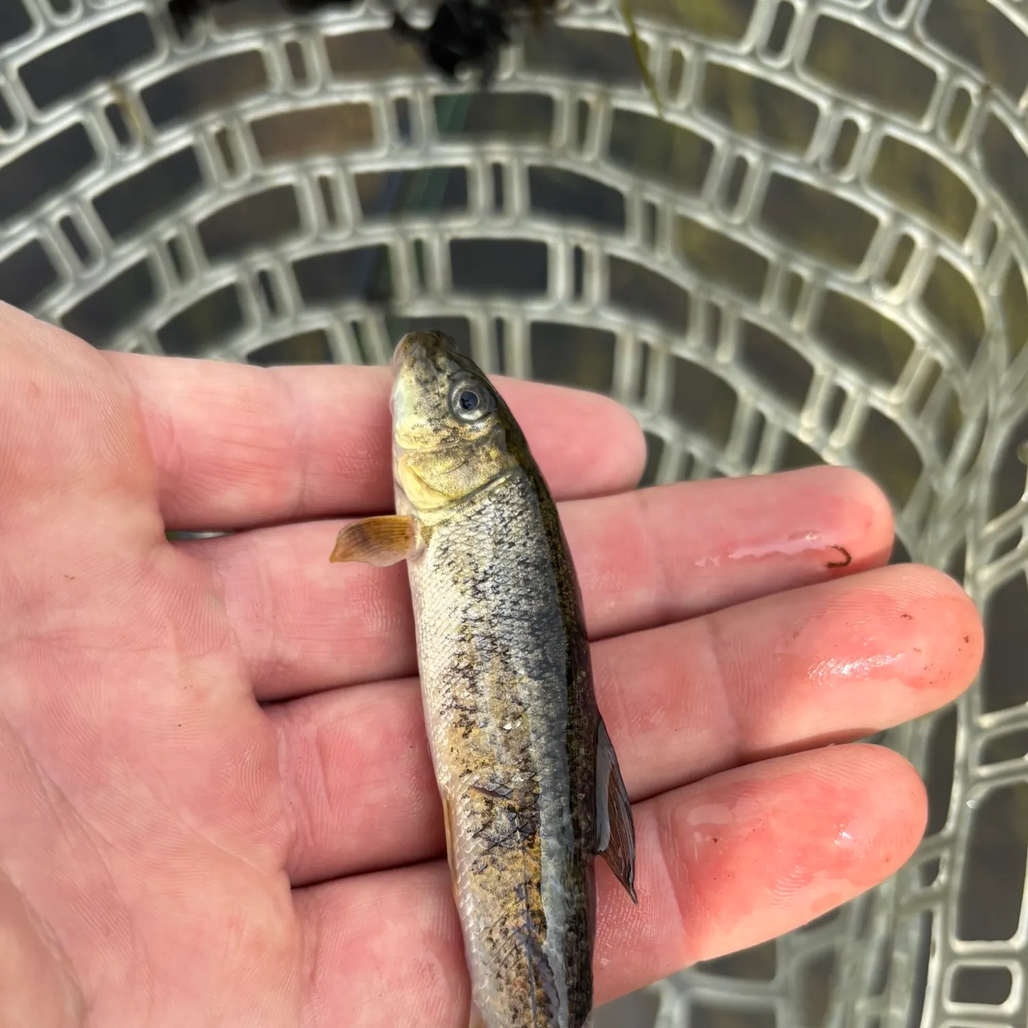 The most recent Northern hogsucker catches on Fishbrain