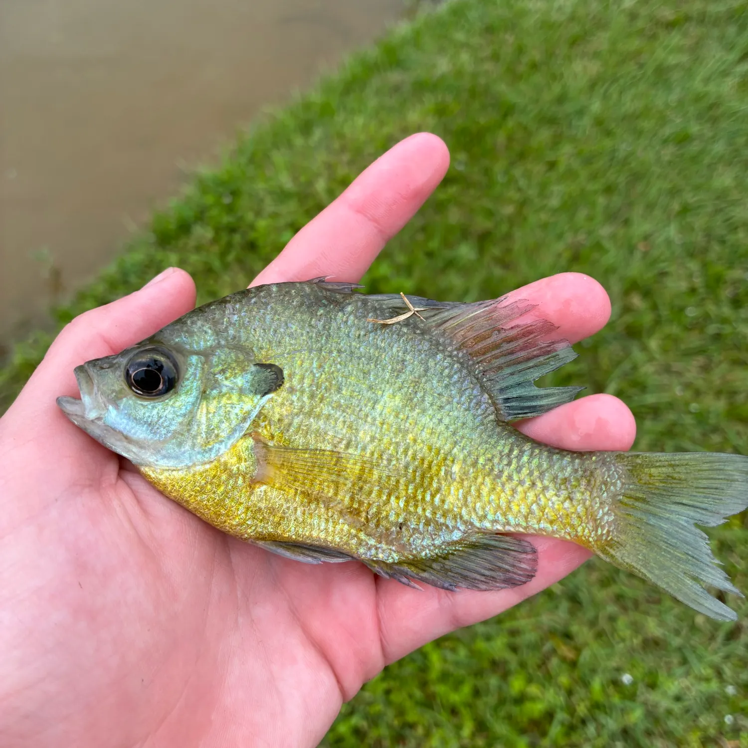 Bluegill caught on Fishbrain