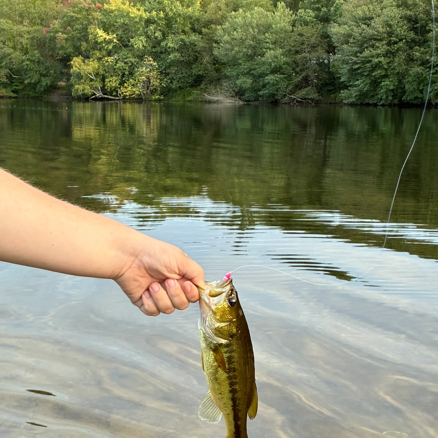 Chain pickerel caught on Fishbrain