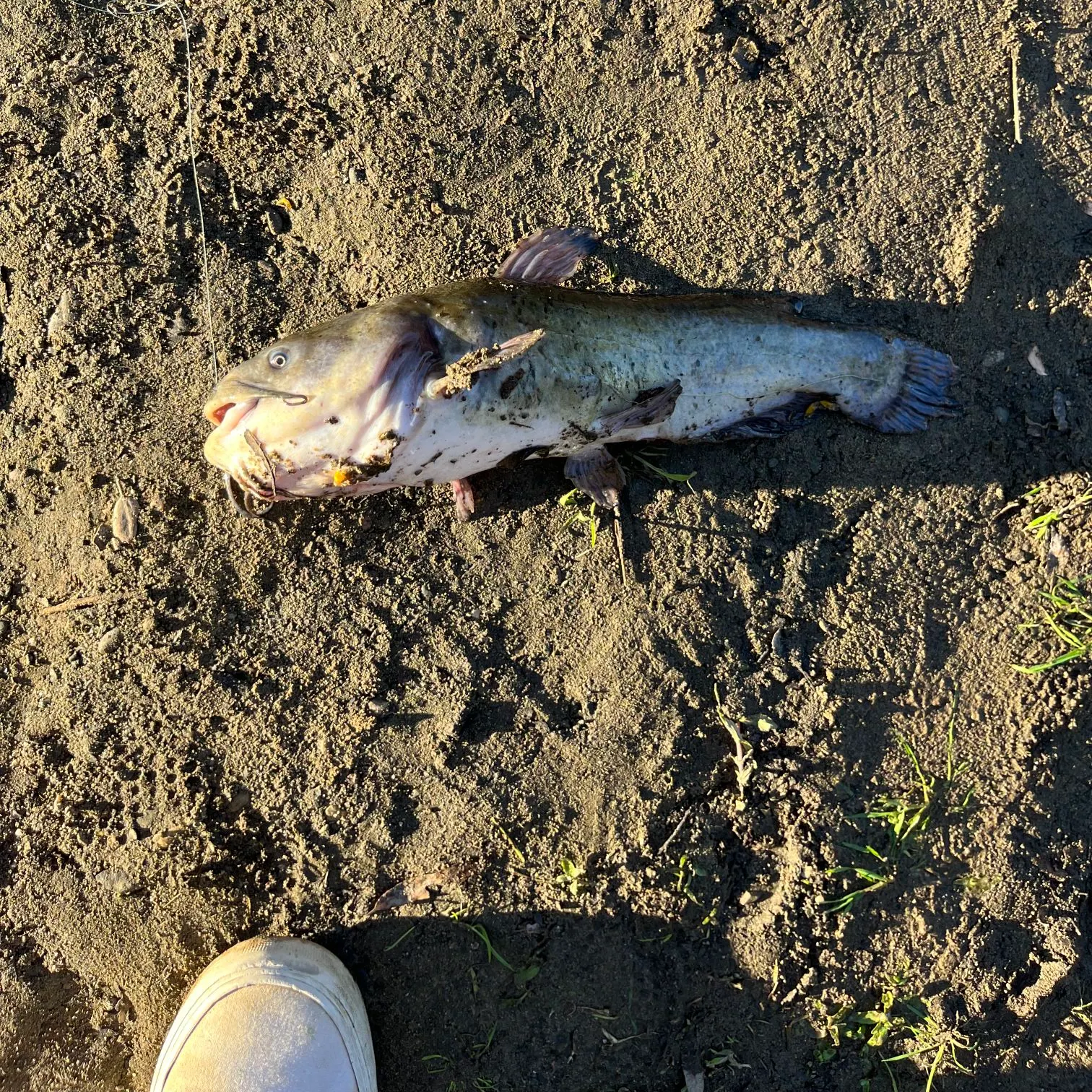 Yellow bullhead caught on Fishbrain