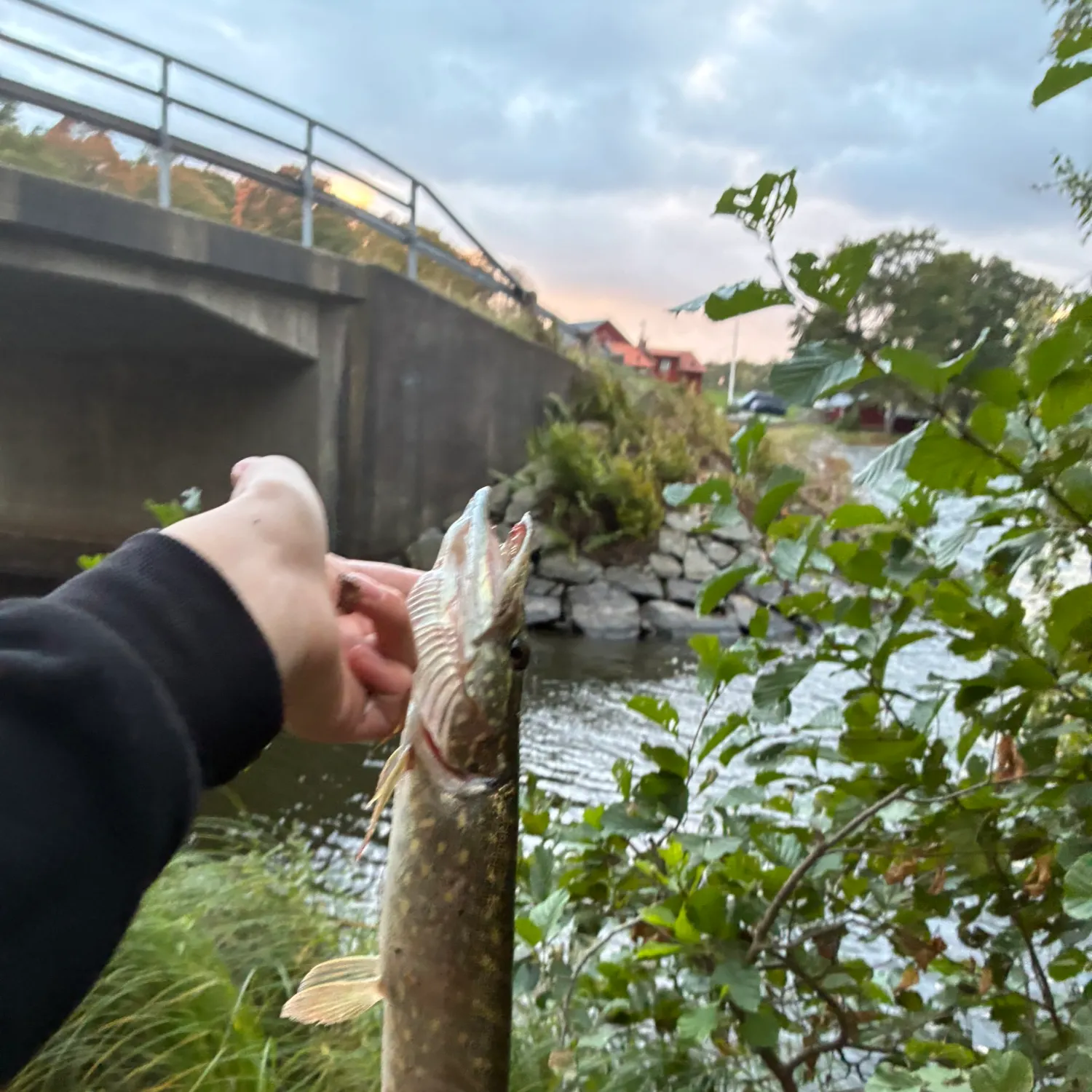 Northern pike caught on Fishbrain