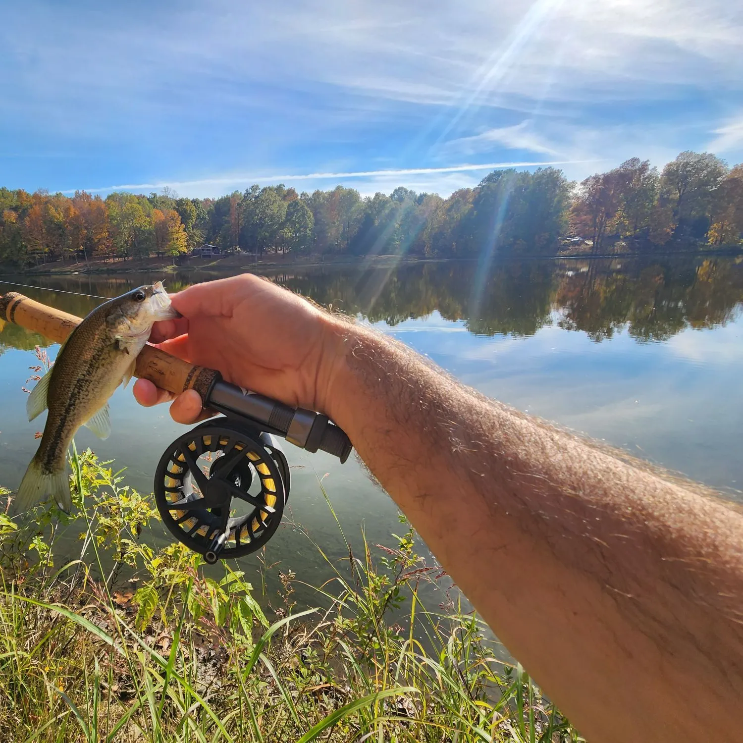 Largemouth bass caught on Fishbrain