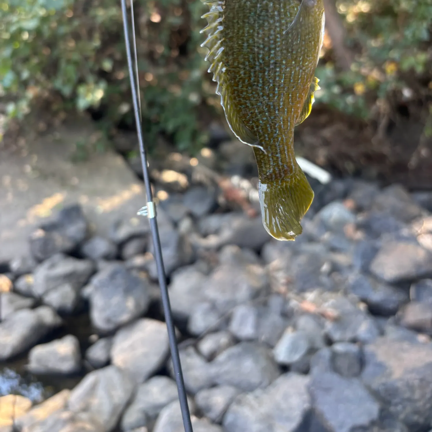 Green sunfish caught on Fishbrain
