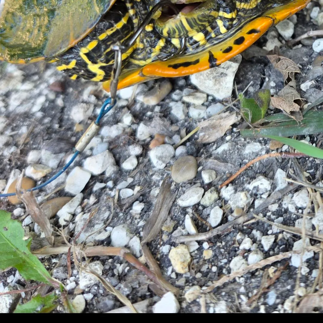 Pond slider turtle caught on Fishbrain