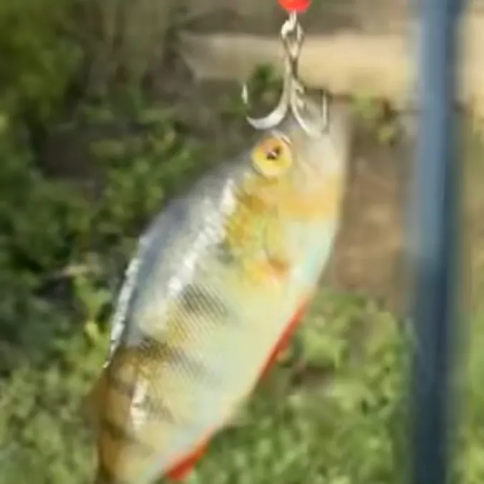 European perch caught on Fishbrain