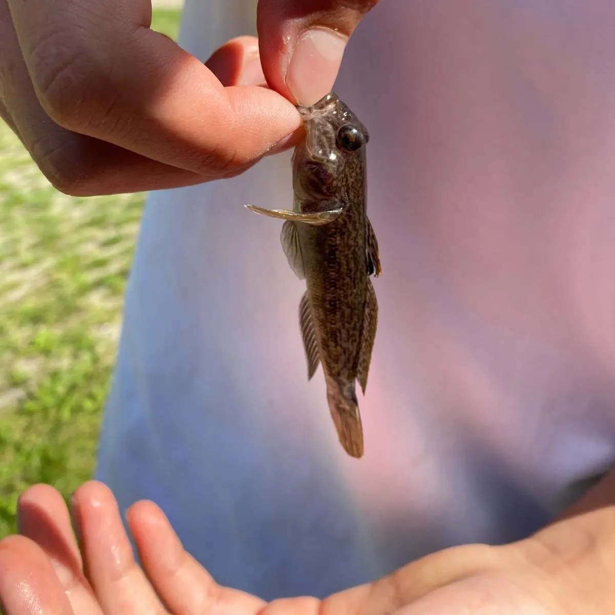 Round goby caught on Fishbrain