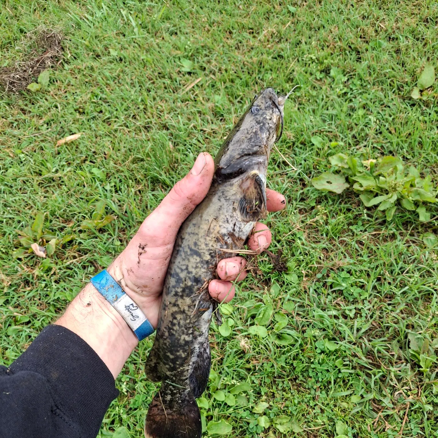 Flathead catfish caught on Fishbrain