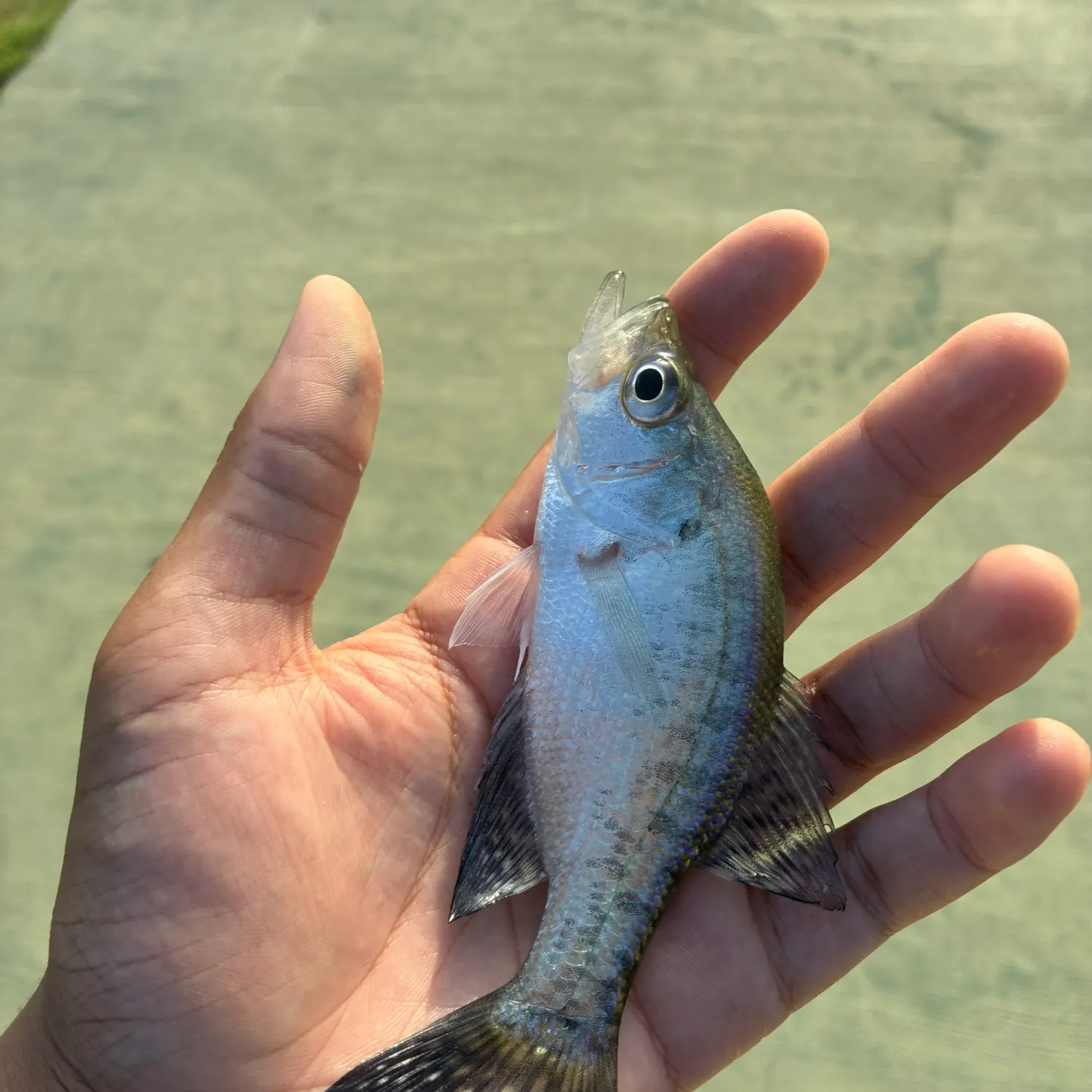 White crappie caught on Fishbrain