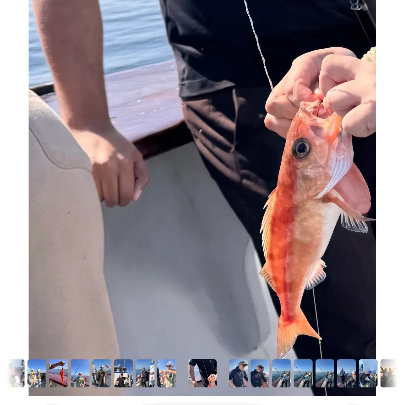 recently logged catches